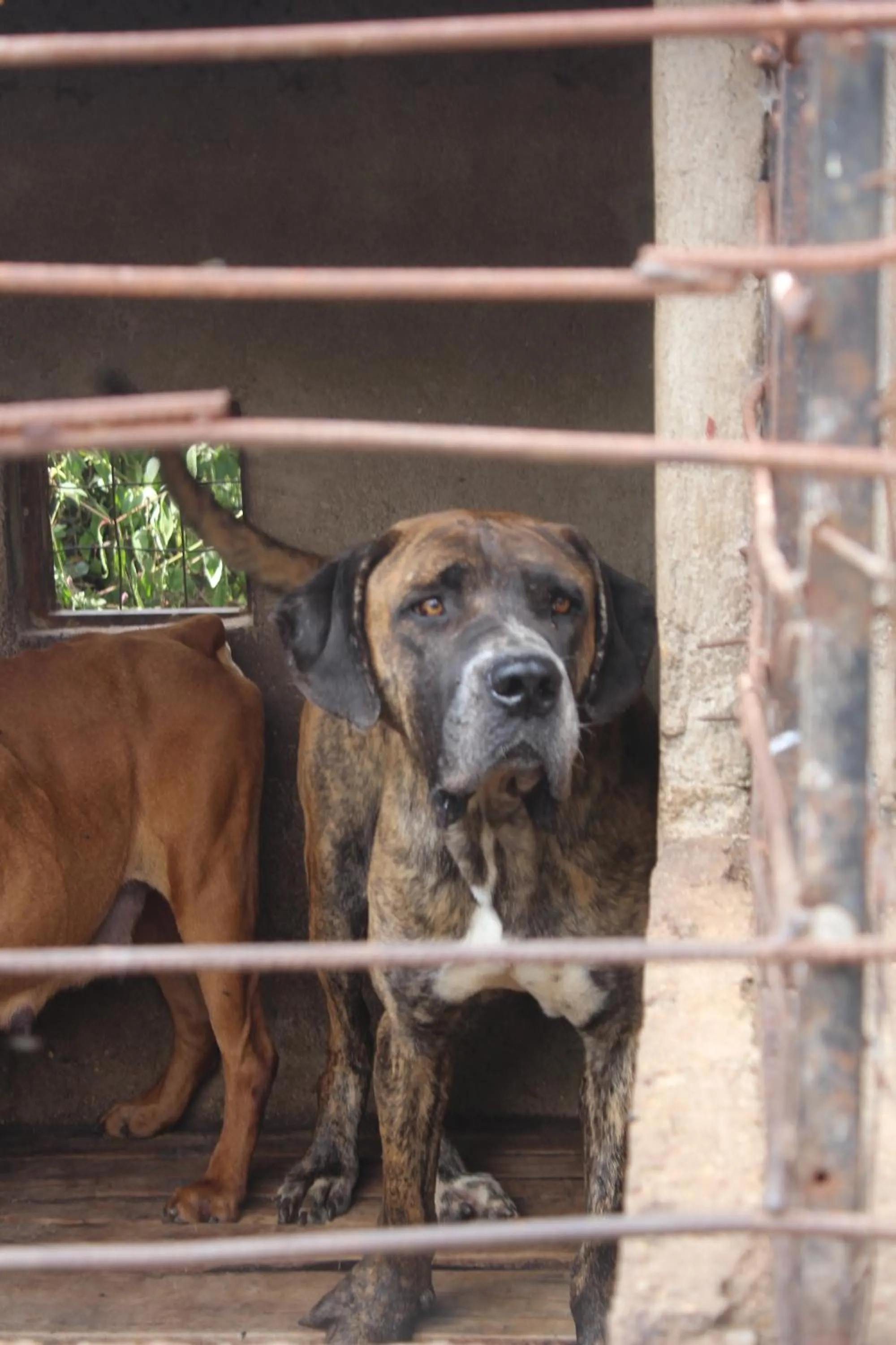Pets in Tranquil Homestays