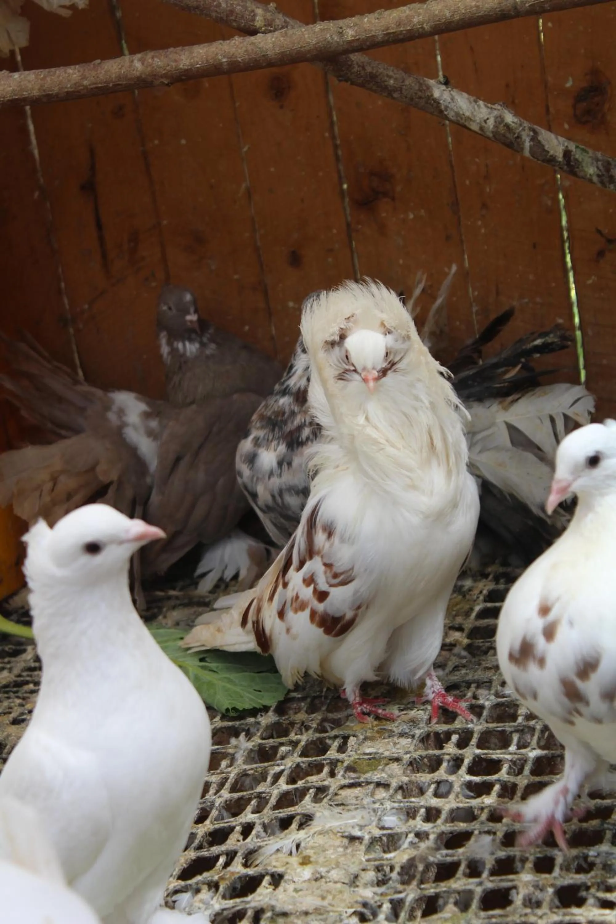Animals in Tranquil Homestays