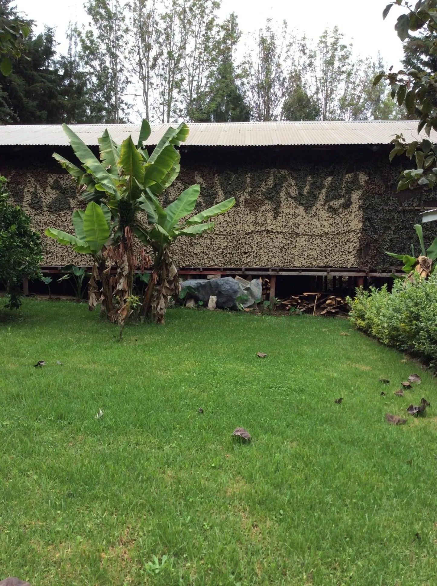 Garden in Tranquil Homestays