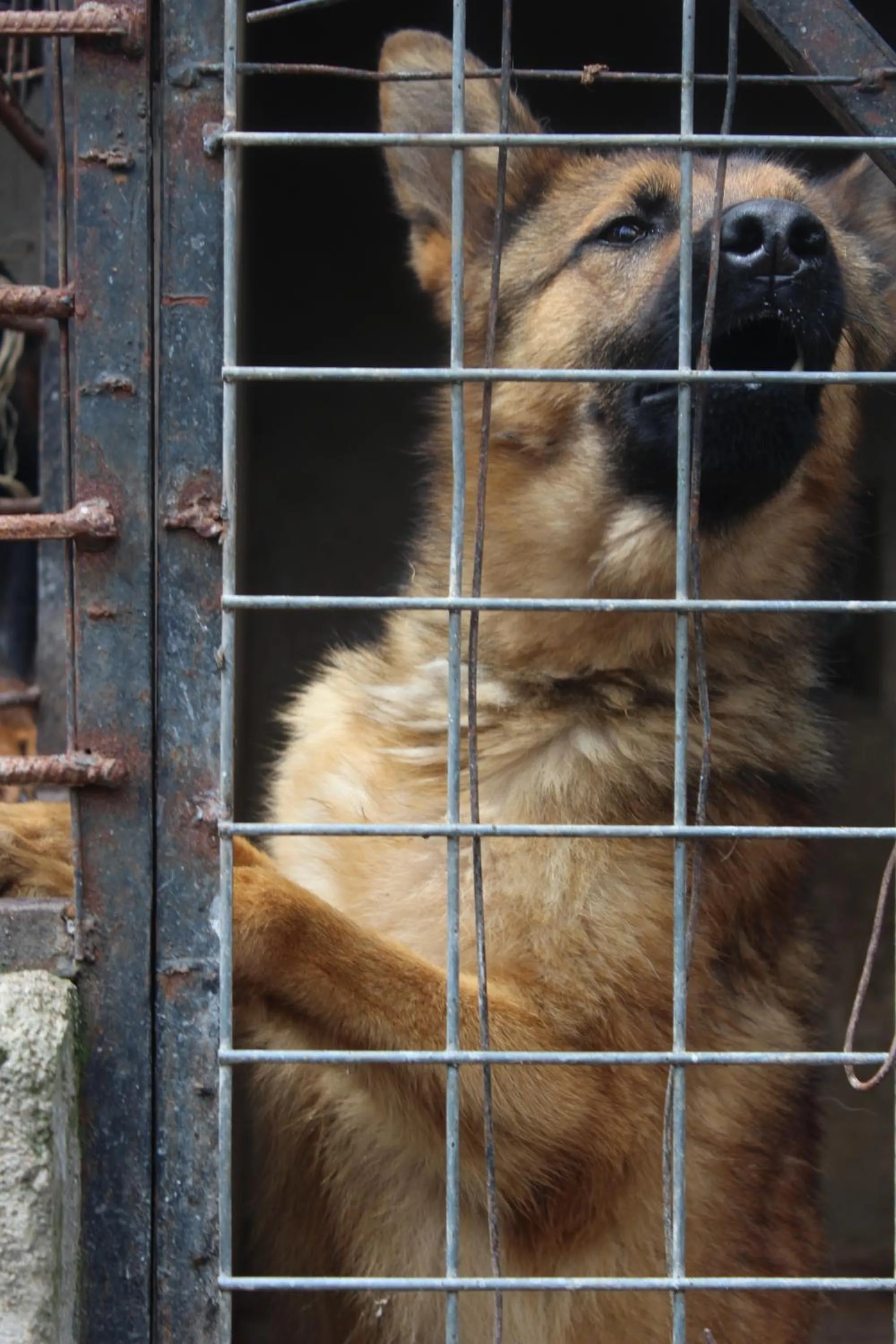 Pets in Tranquil Homestays