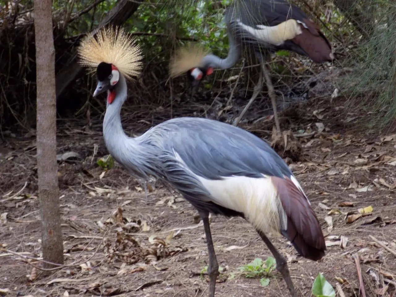 Animals in Tranquil Homestays