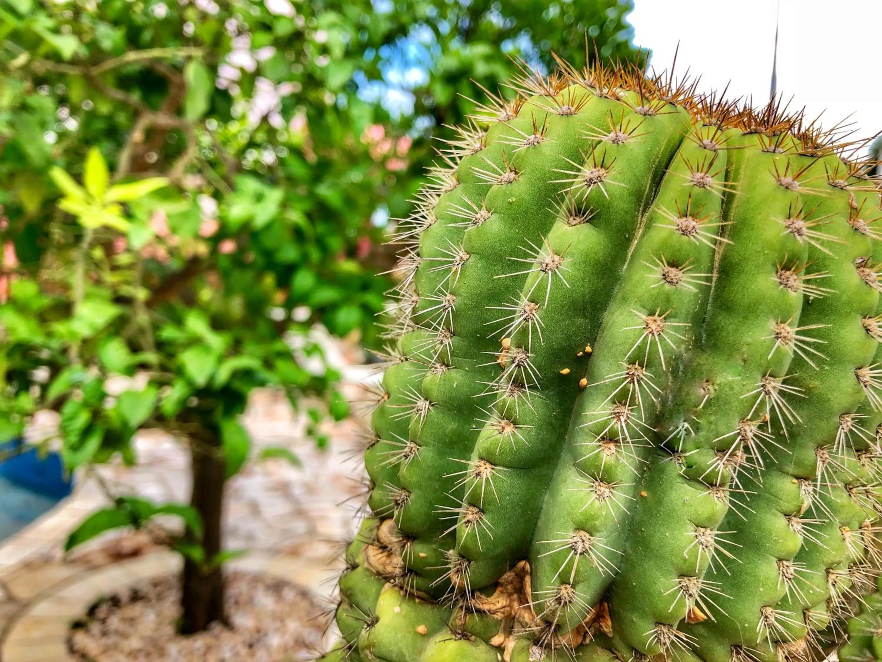 Patio in B&B NiloSira
