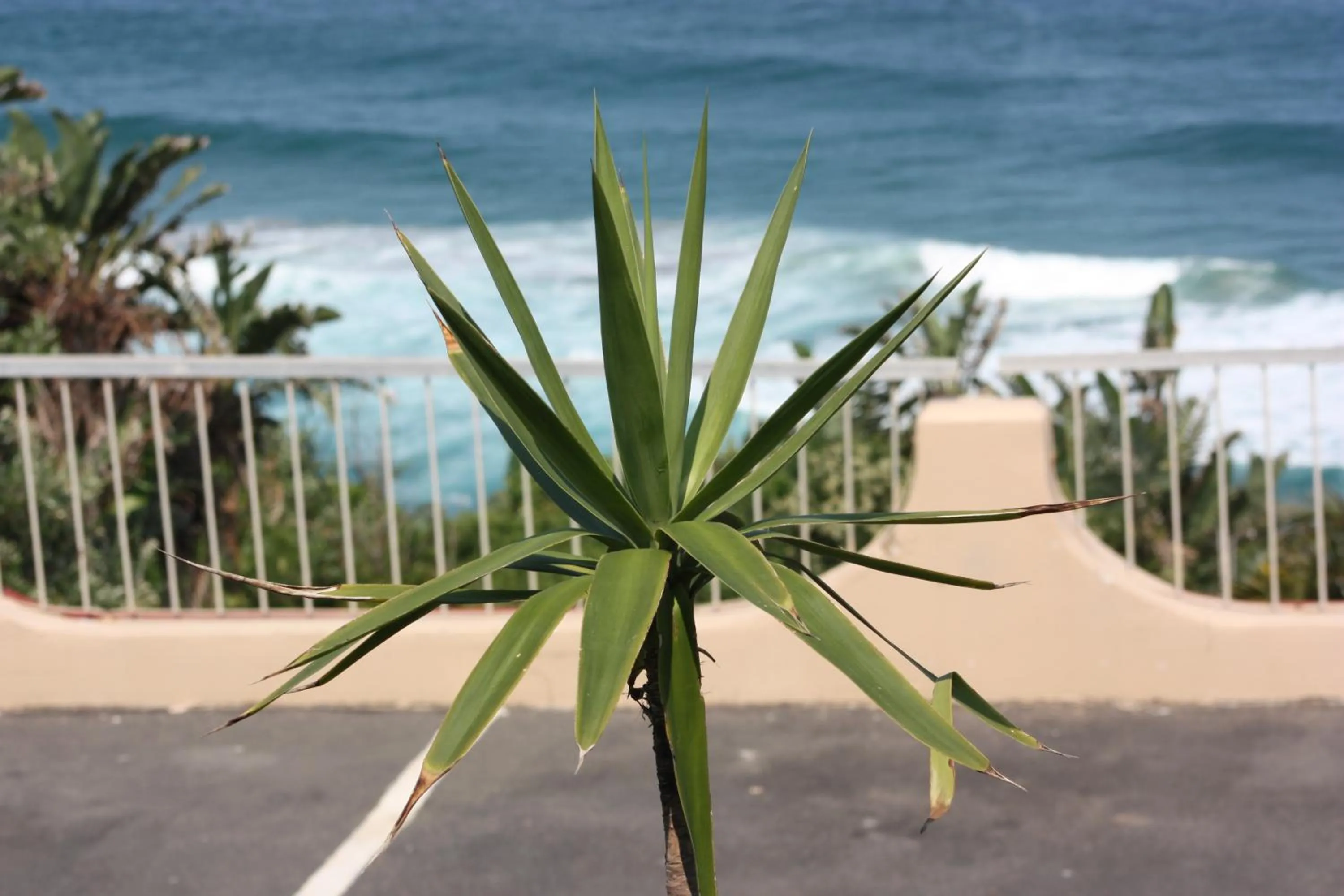 Sea view in Dolphin Point B&B