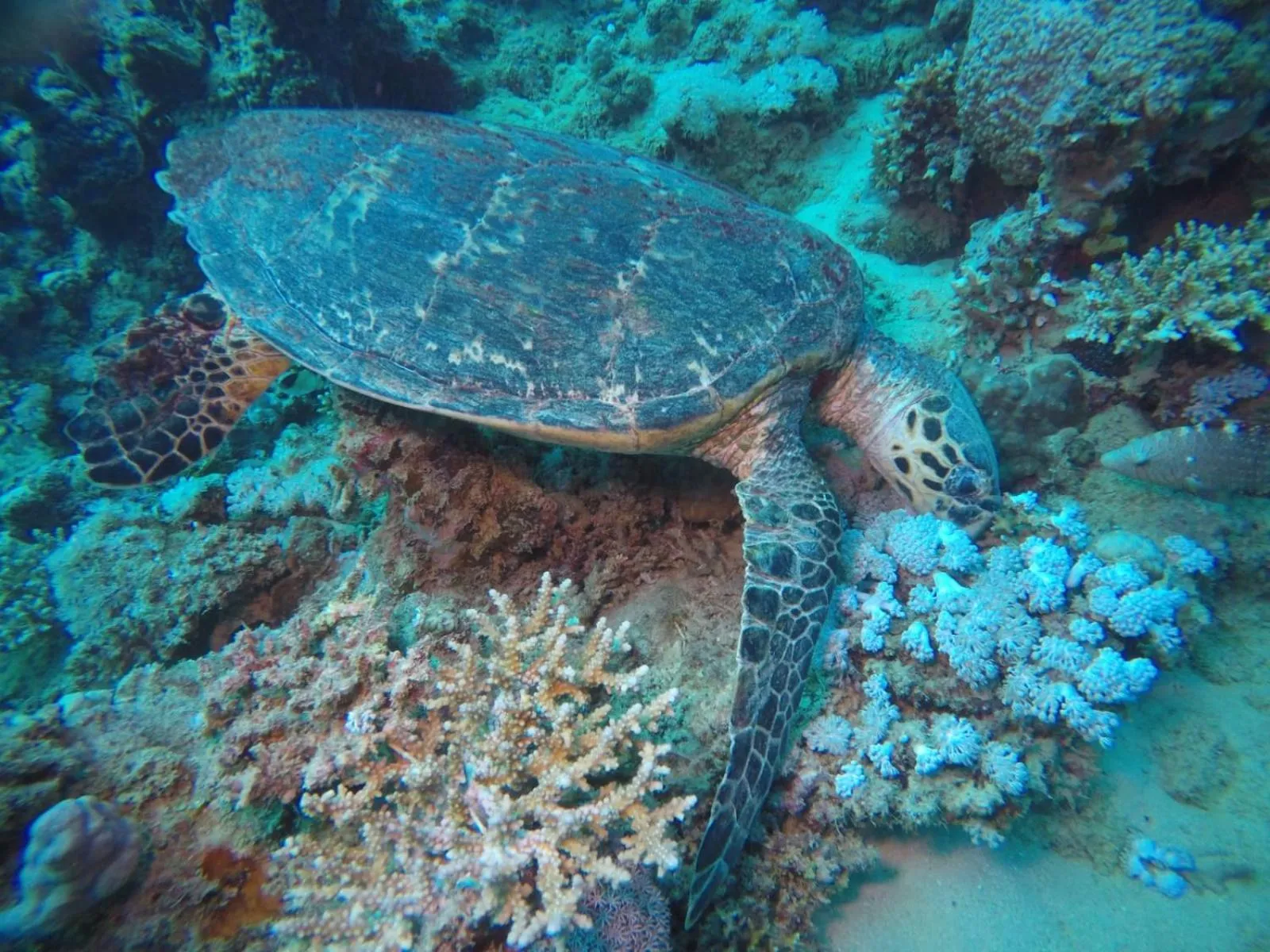 Animals in Dolphin Continental Hotel