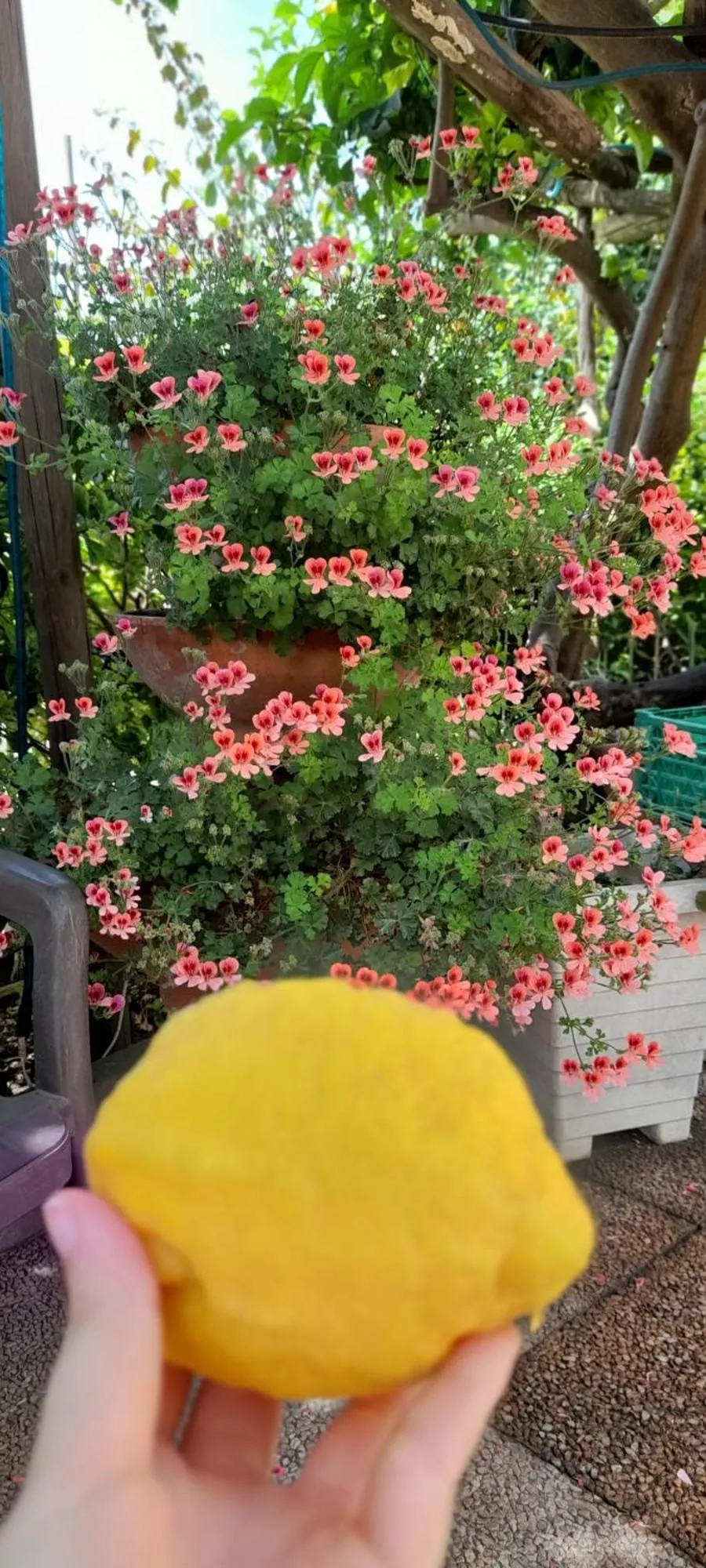 Garden in B&B Villa Anna Wunderbar