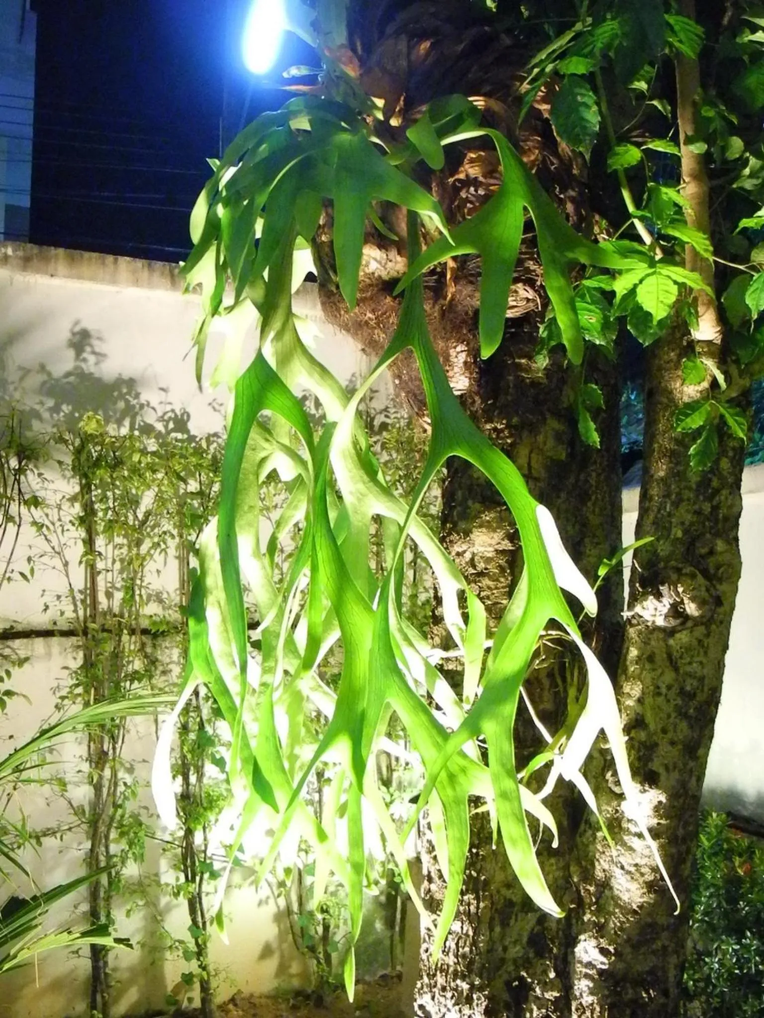 View (from property/room) in Green House Phuket