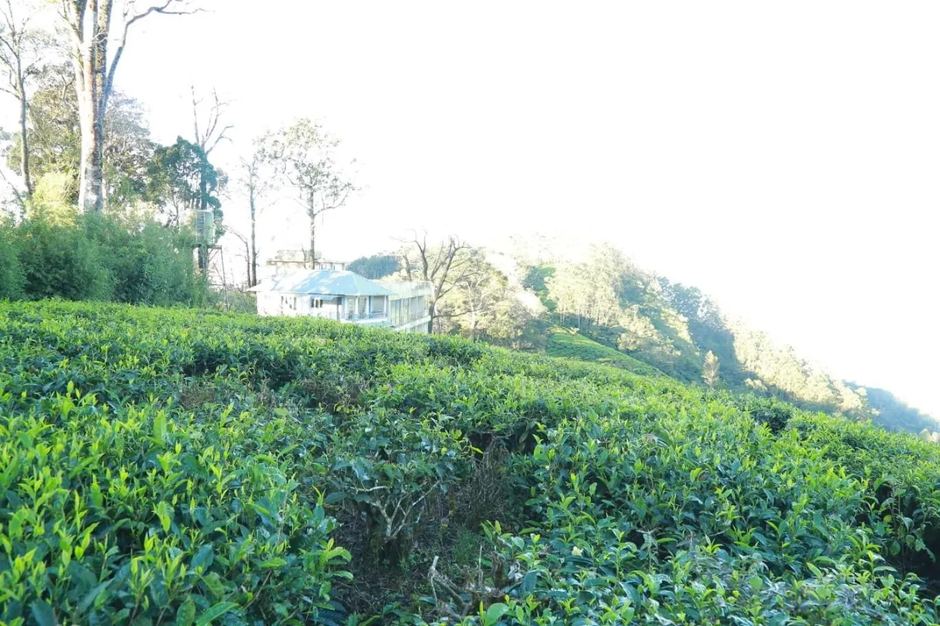 The Nirvana Resort Munnar