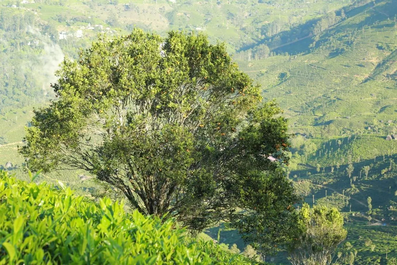 The Nirvana Resort Munnar