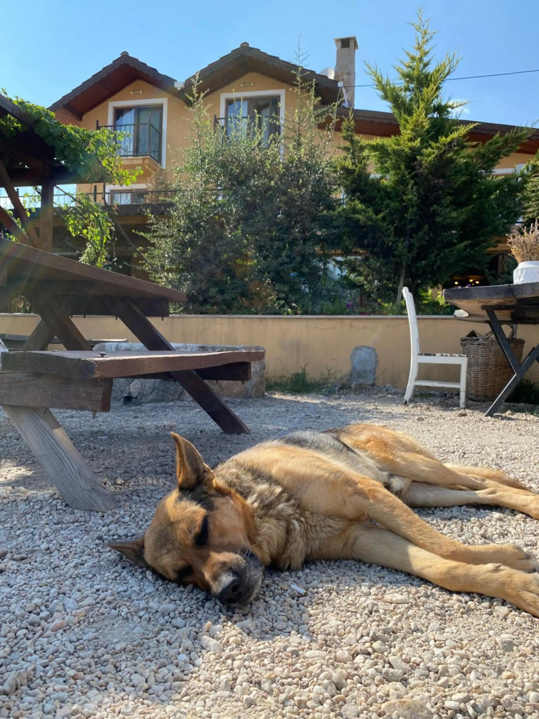 Pets in Dessera Vineyards Hotel