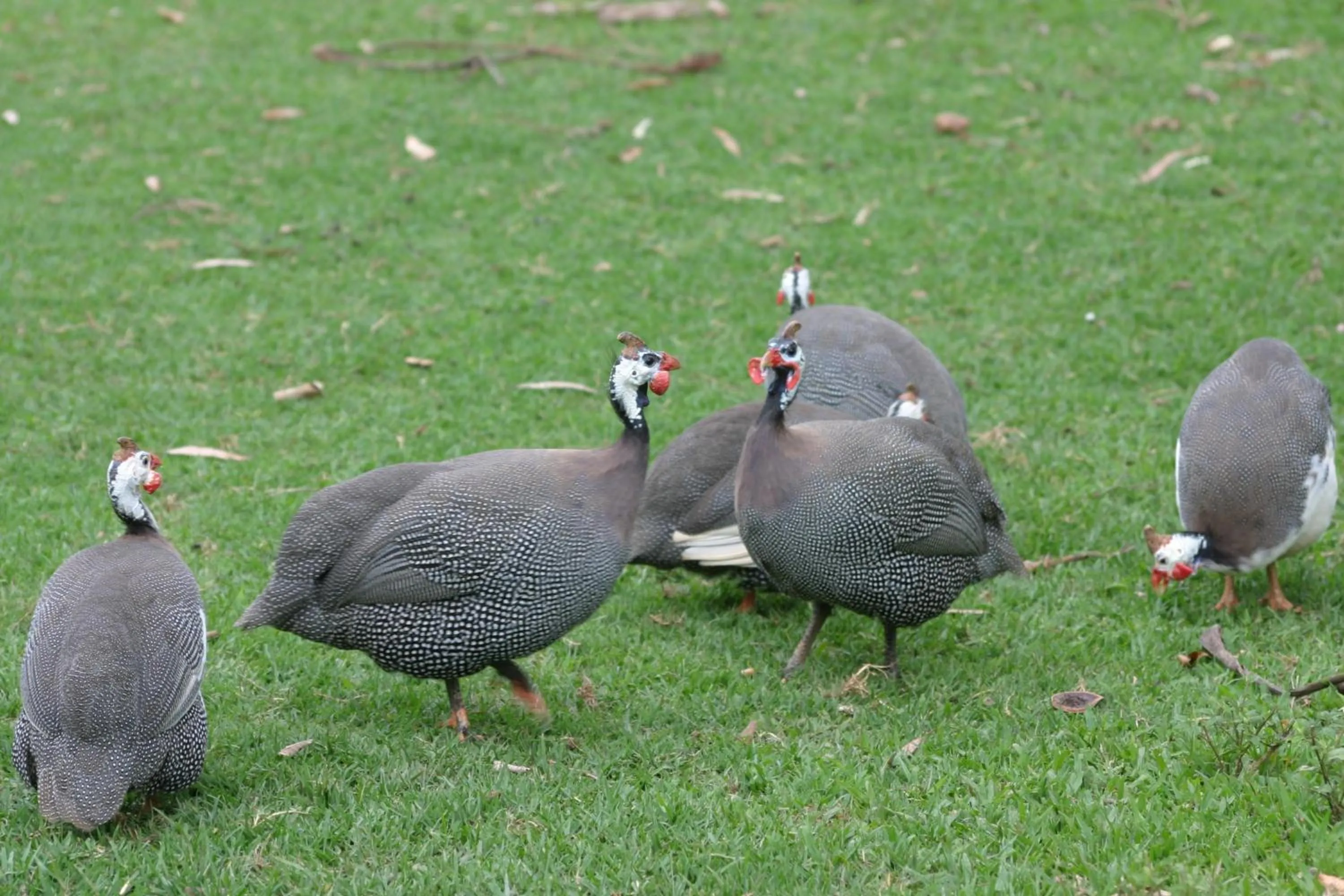 Hotel Fazenda Menino da Porteira