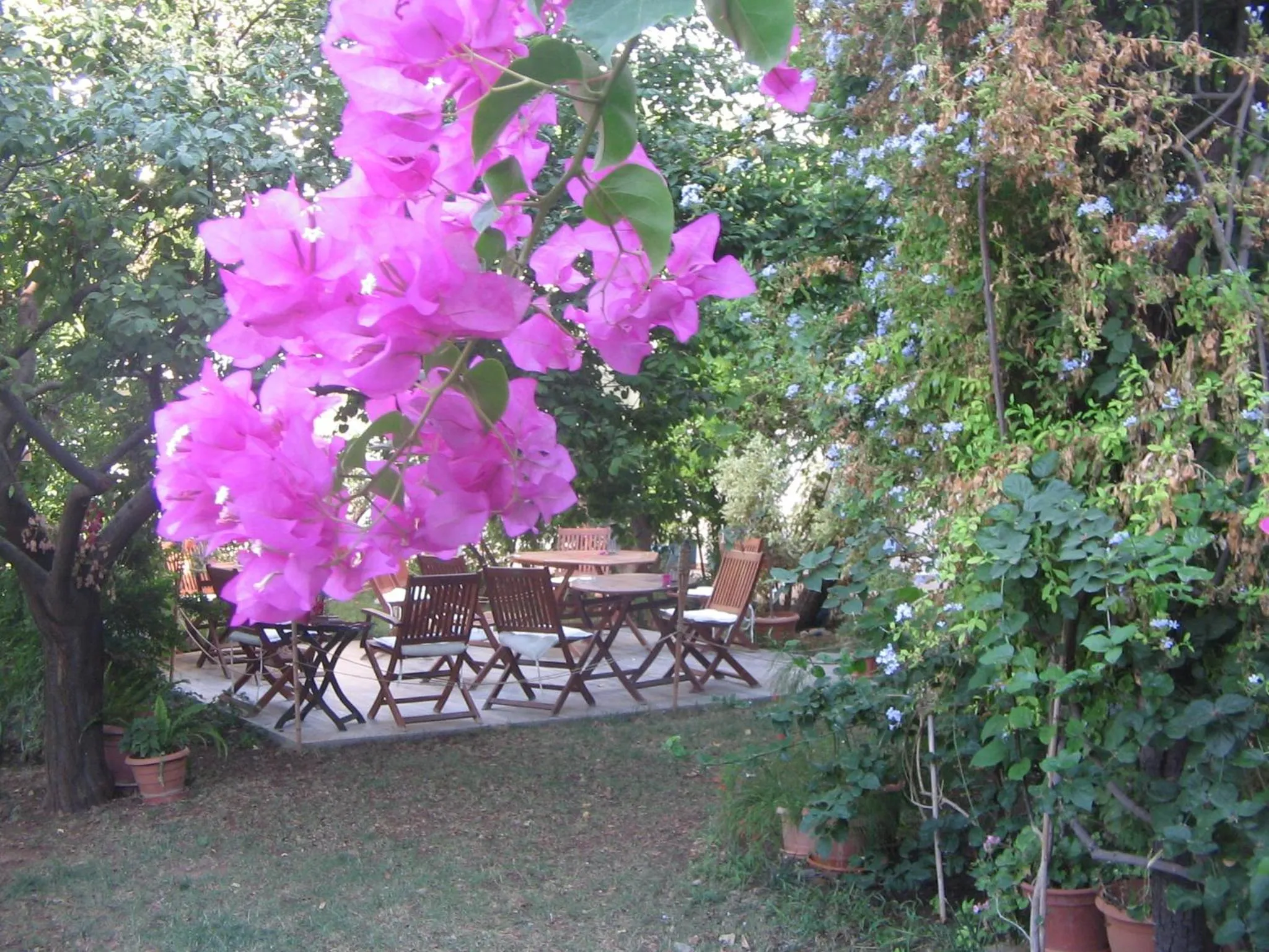 Garden in Hotel Gulec