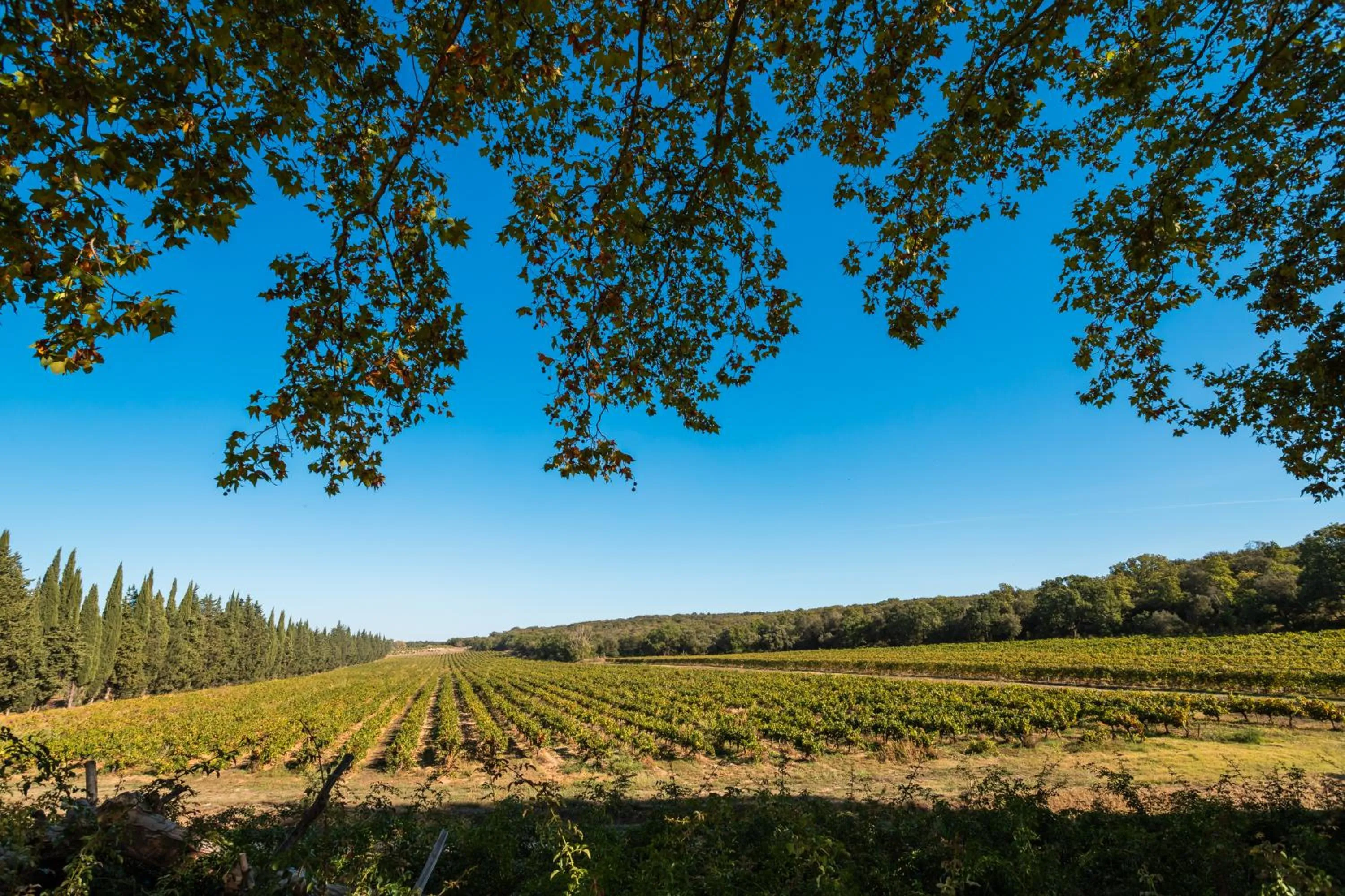 Garden in Domaine de Panery