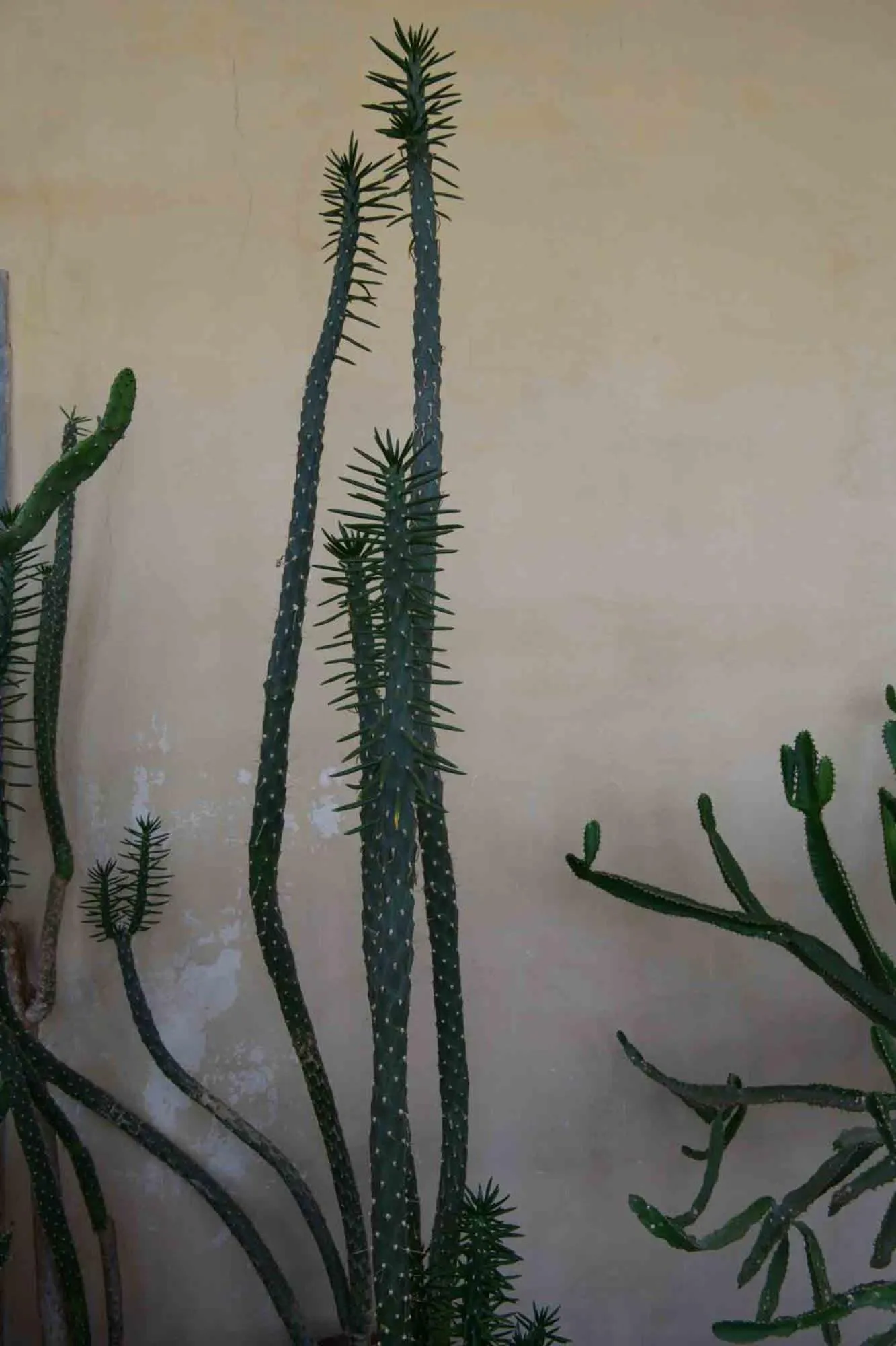 Garden in Annunciata Soul Retreat