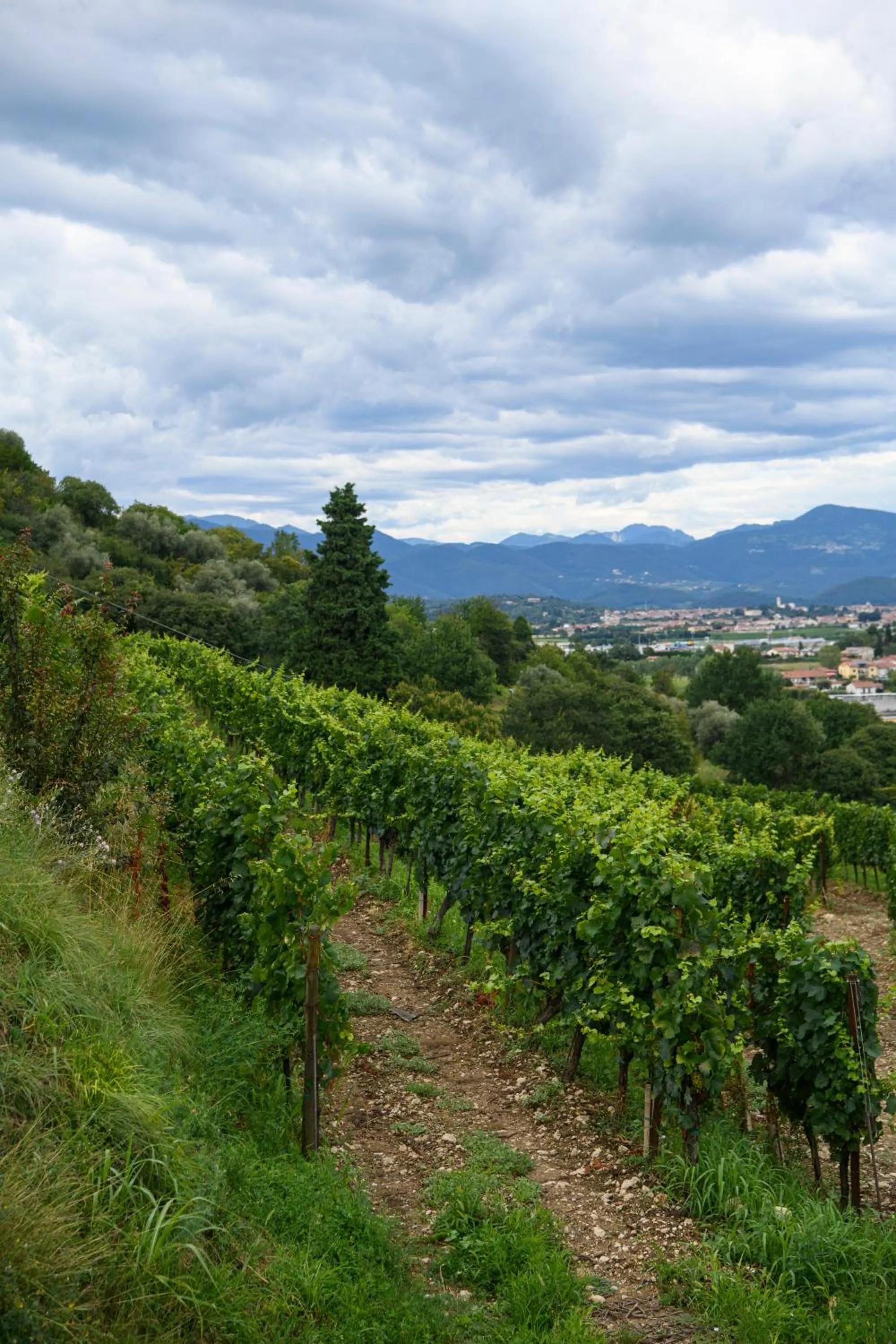 View (from property/room) in Annunciata Soul Retreat