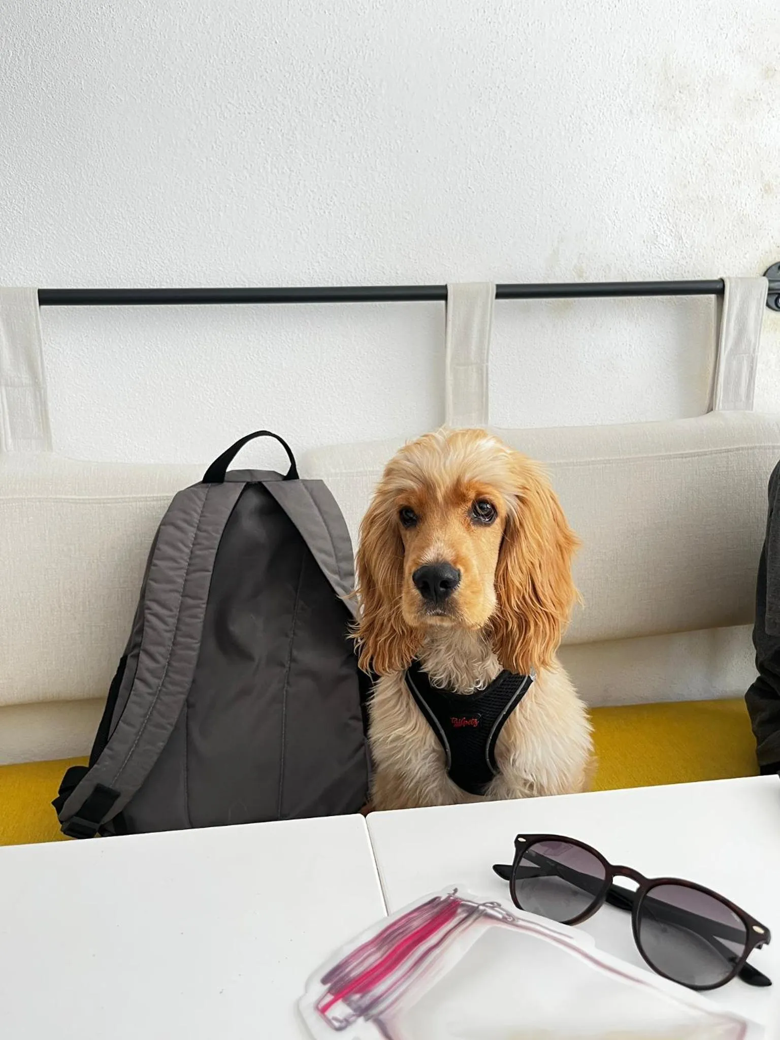 Pets in BE BOLD HOSTEL