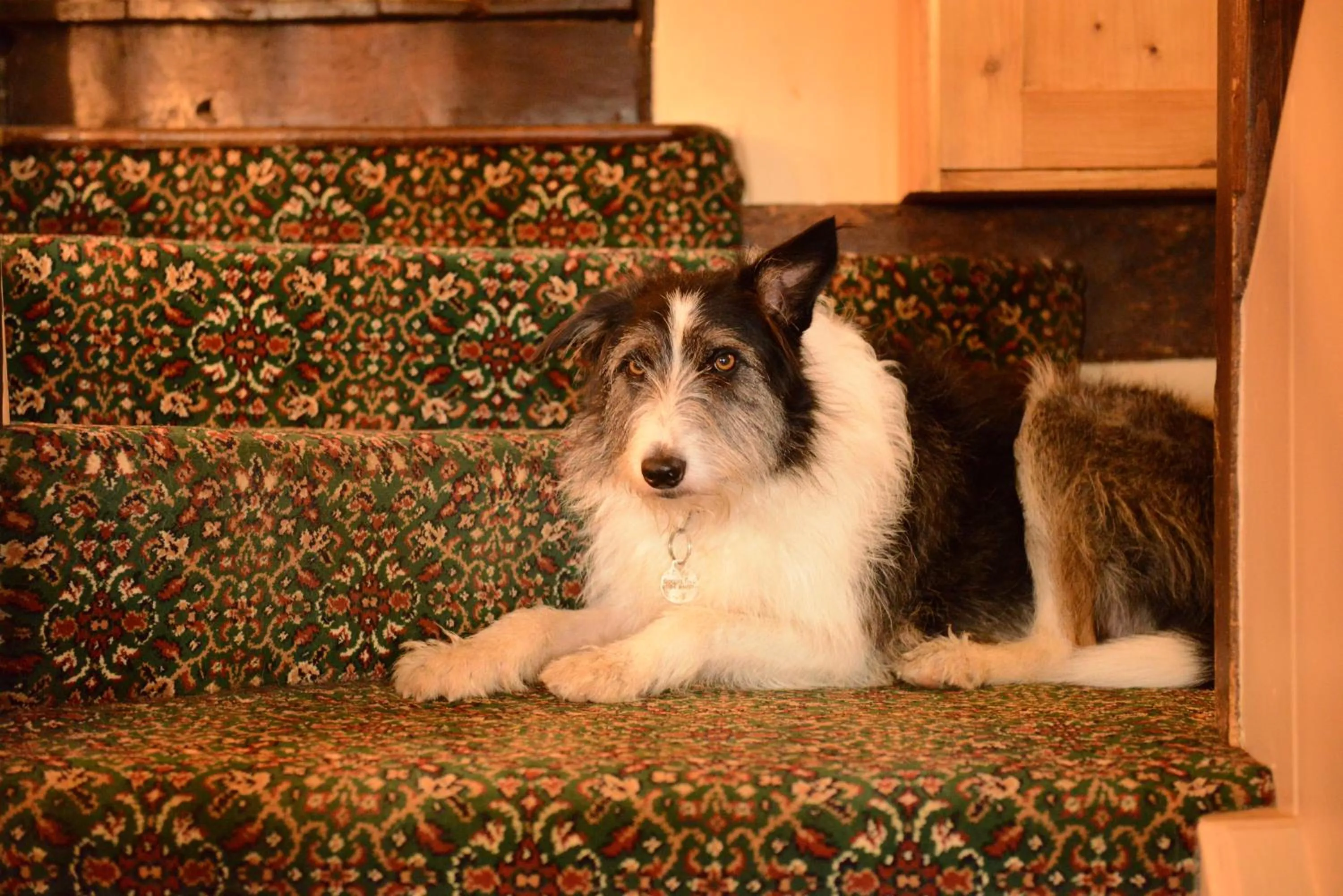 Pets in Badgers Hall