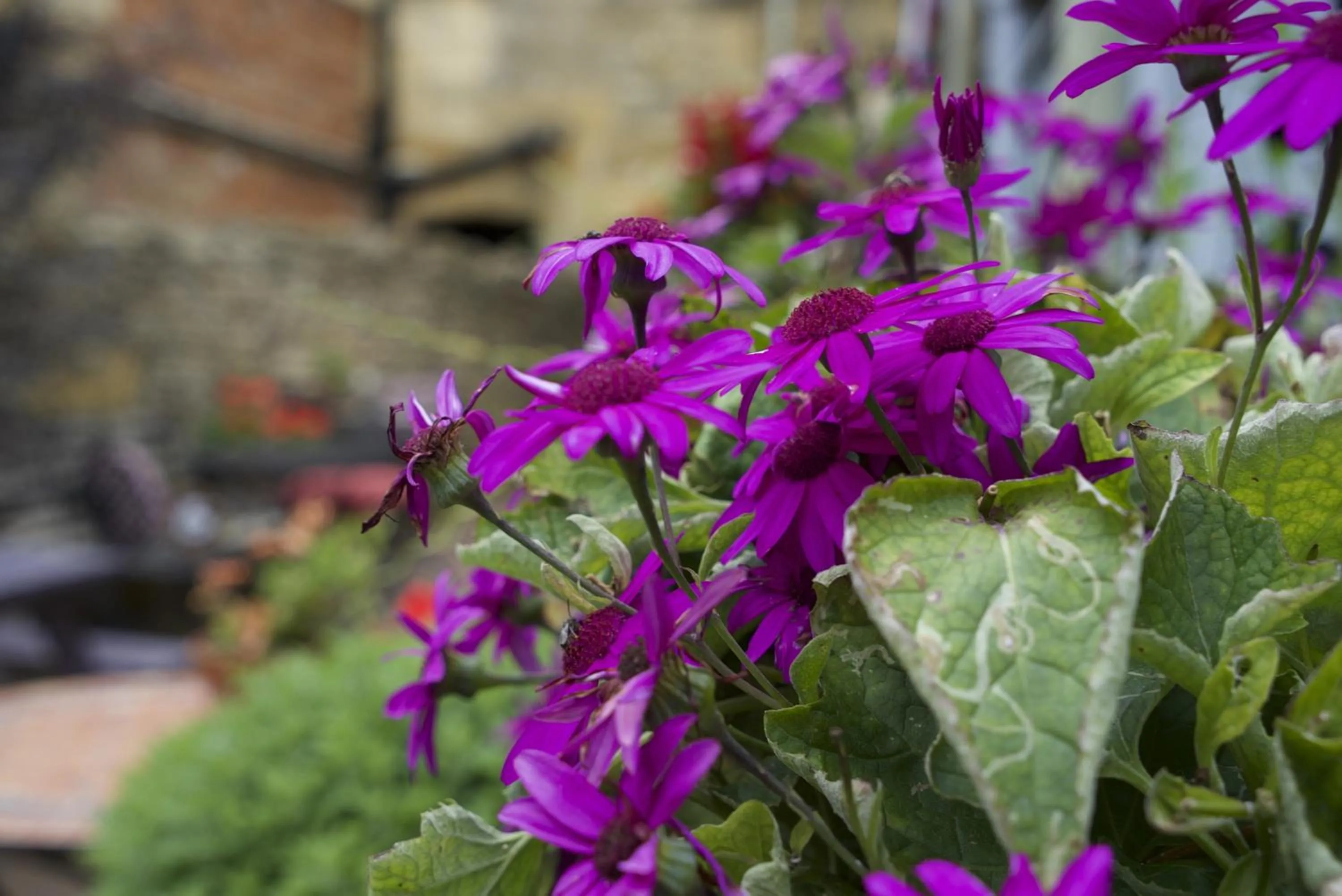 Garden in Badgers Hall