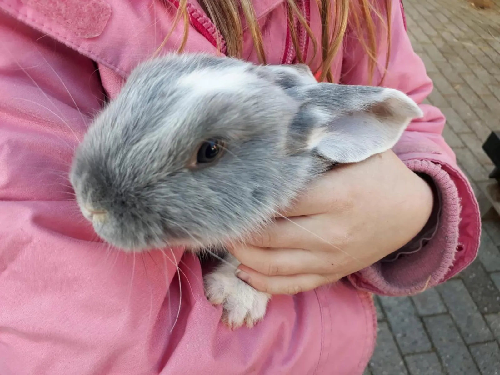 Pets in Haus Blume
