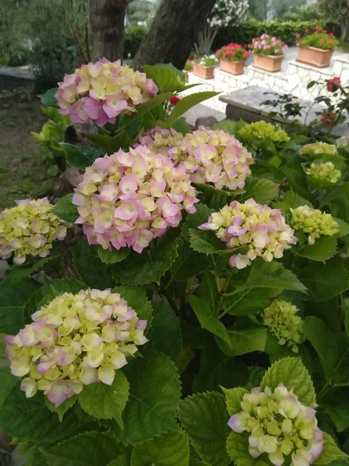 Garden in Oasi Madre della Pace