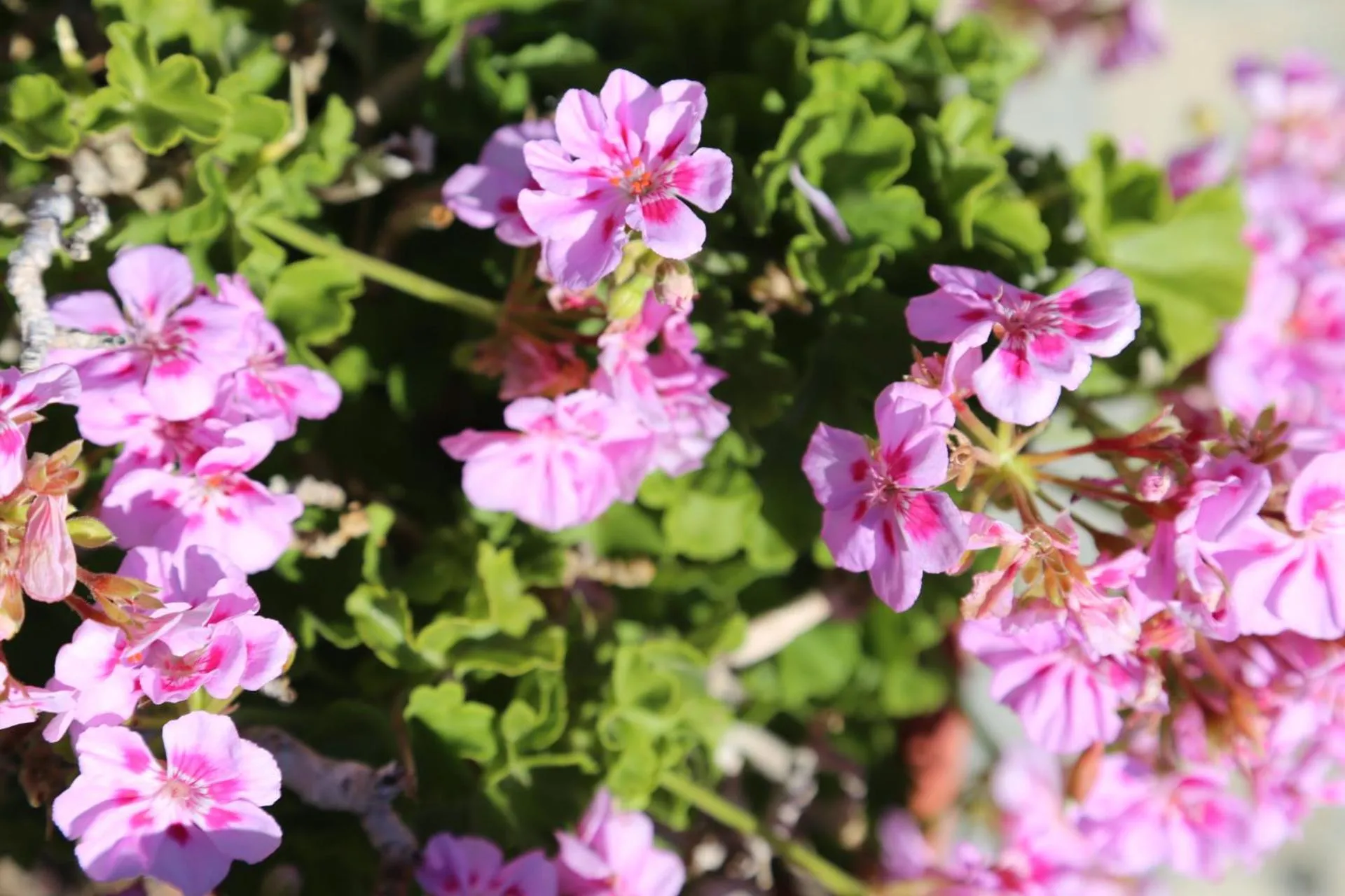 Spring in UzHan Beach Hotel