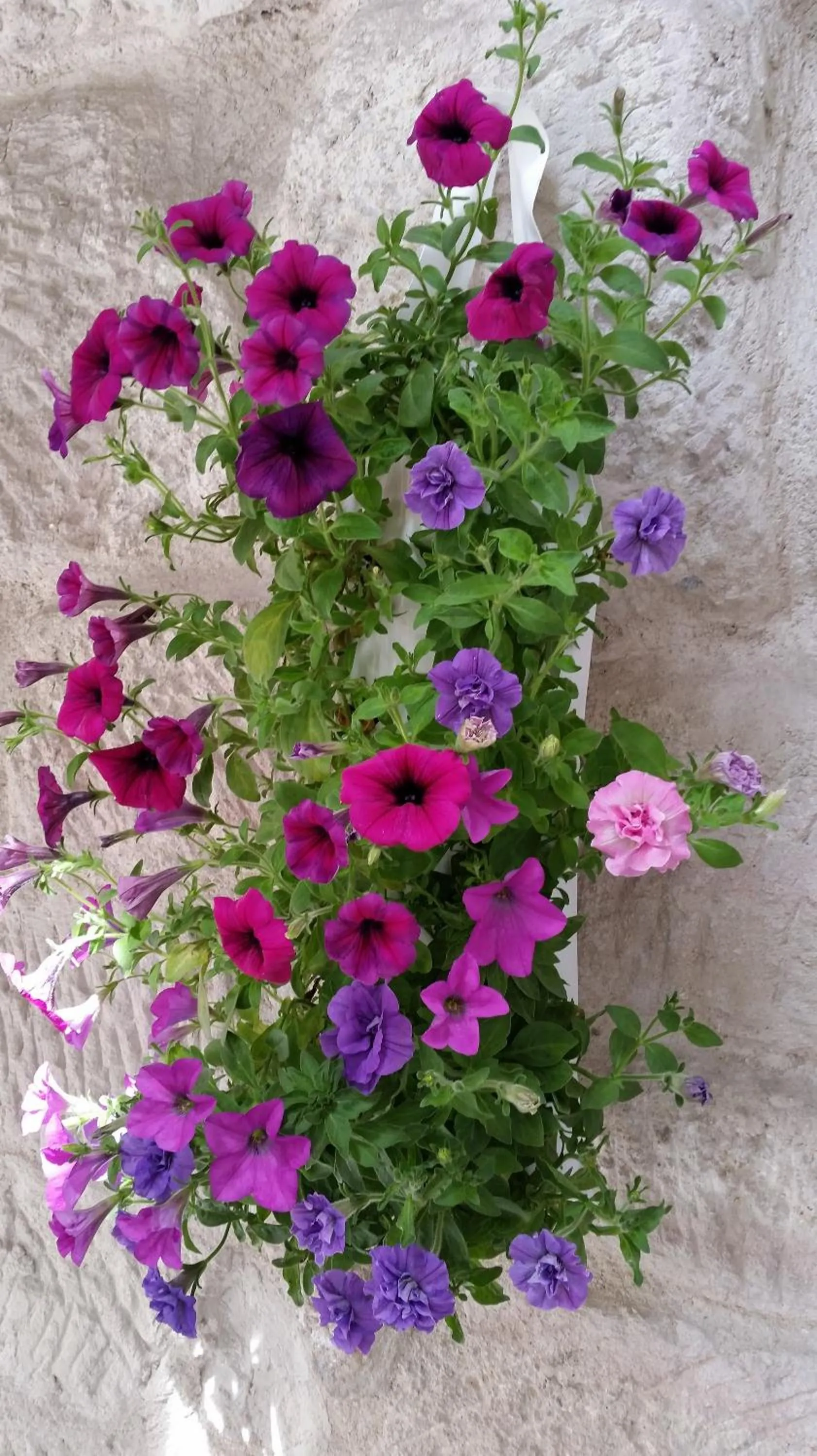 Garden in Anatolia cave hotel Pension