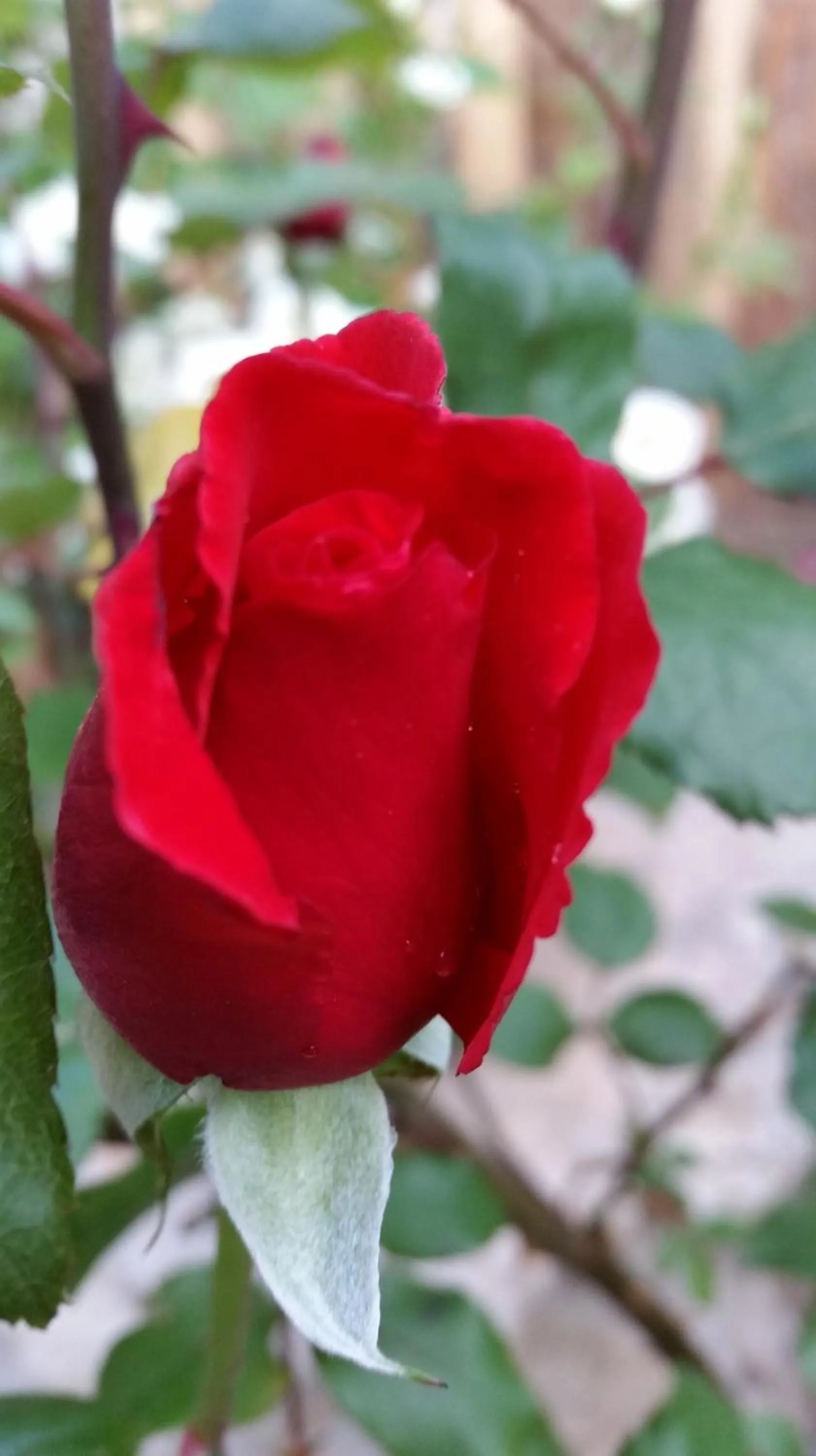 Garden in Anatolia cave hotel Pension