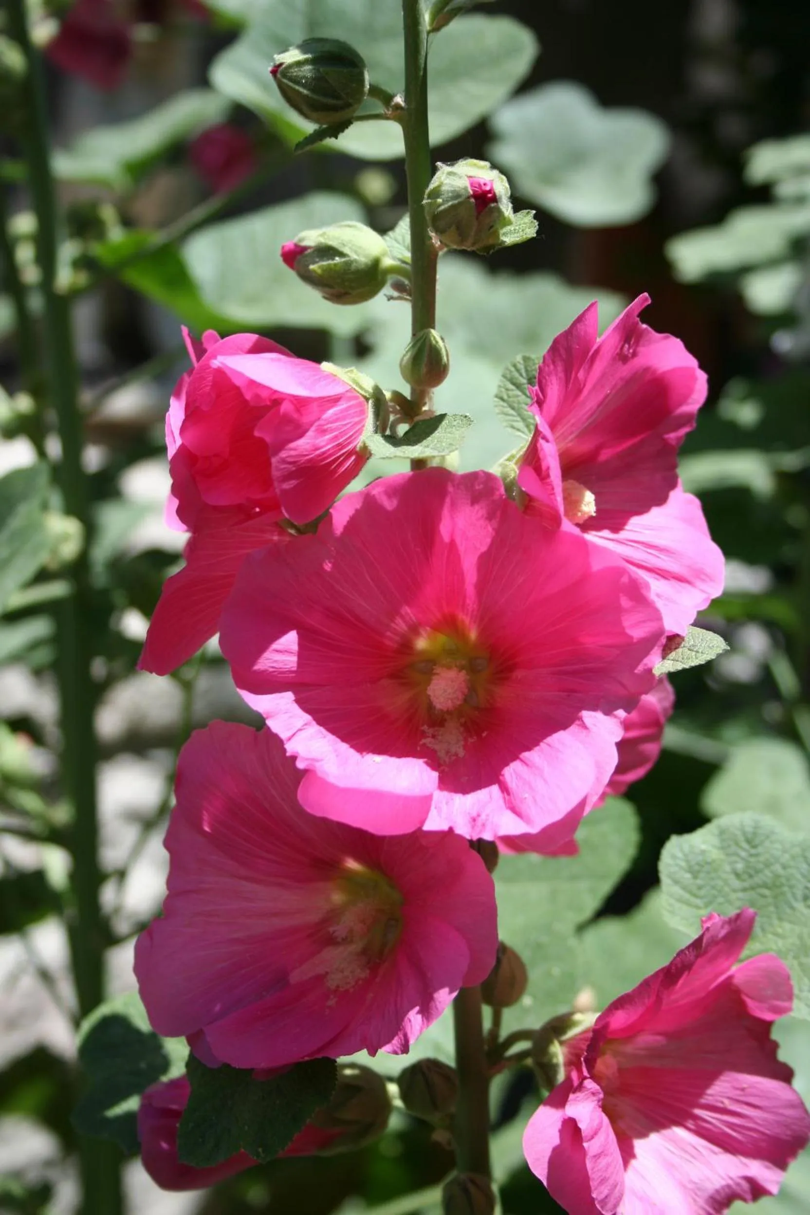 Garden in Anatolia cave hotel Pension