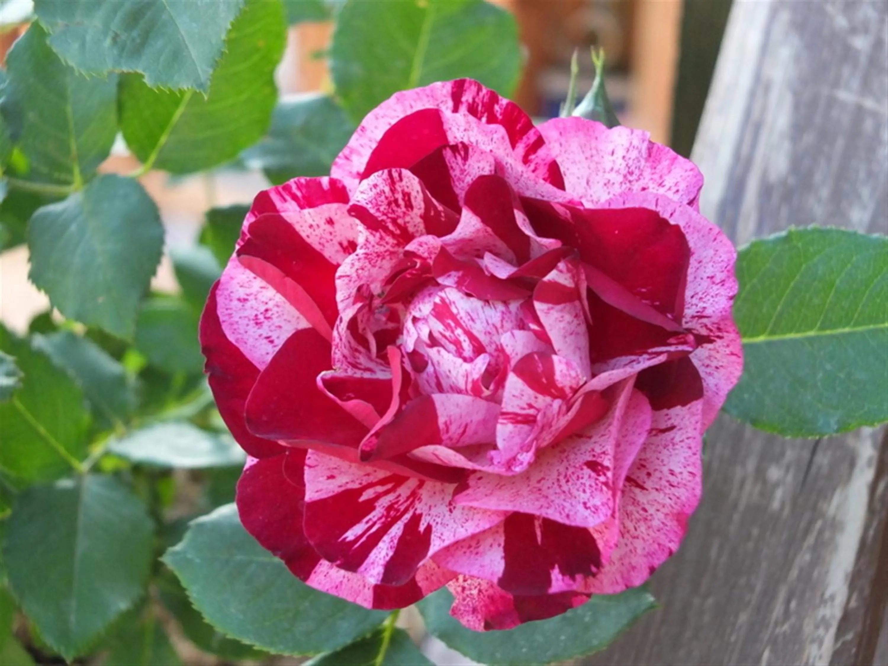 Garden in Anatolia cave hotel Pension