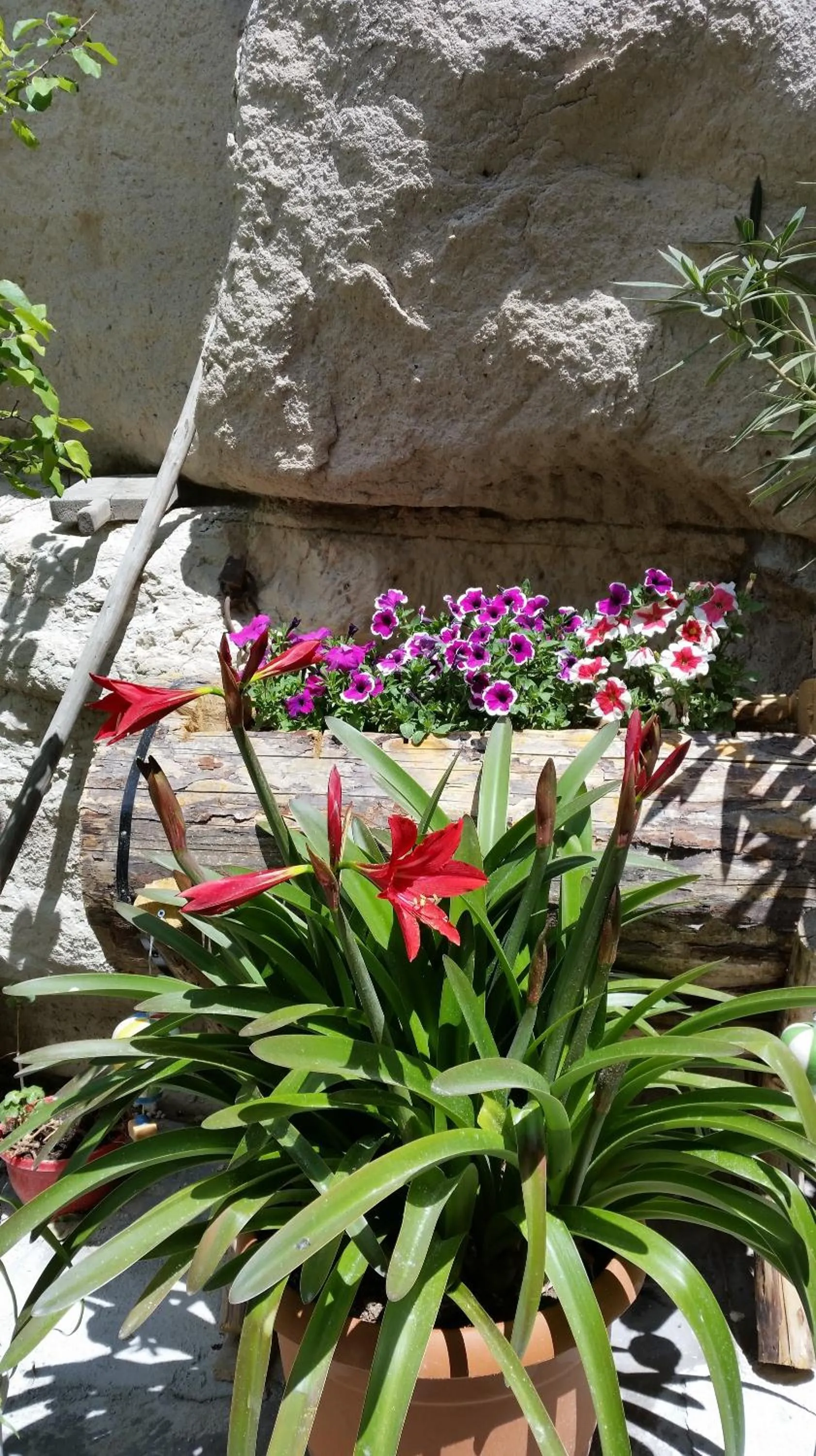 Garden in Anatolia cave hotel Pension