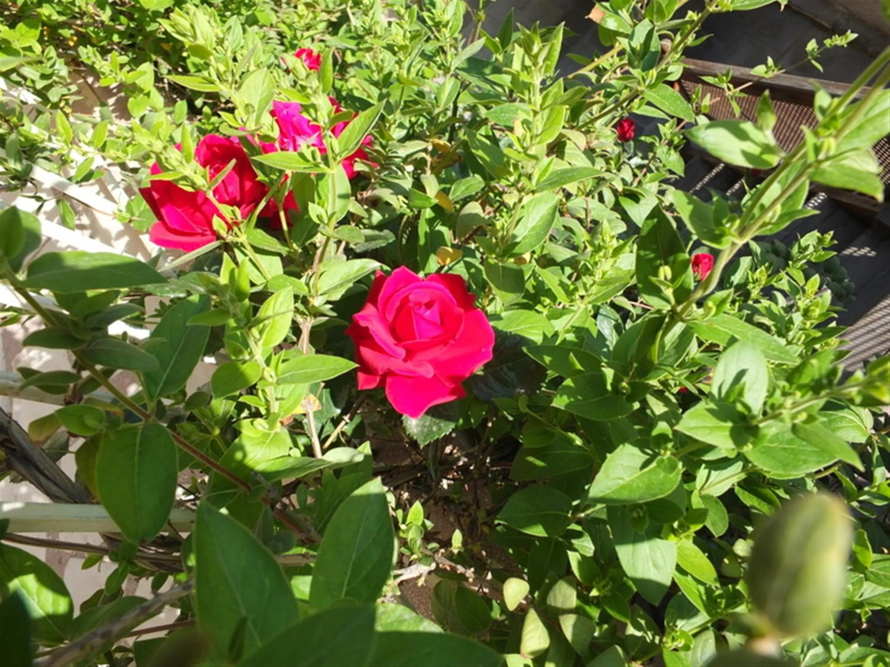 Garden in Anatolia cave hotel Pension