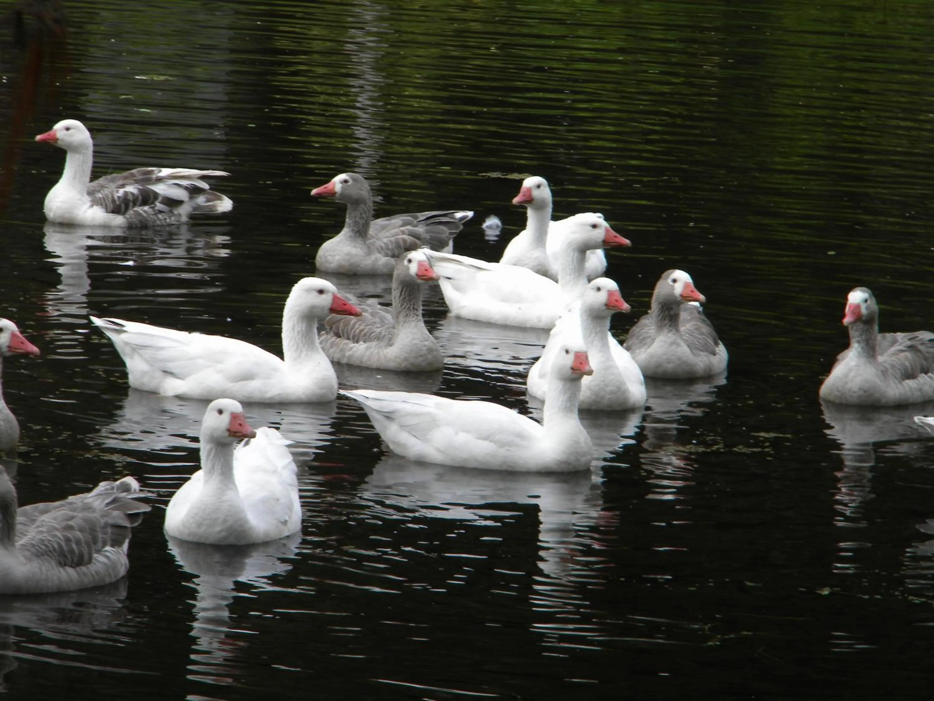 Animals in Chalet Andino Sesquile