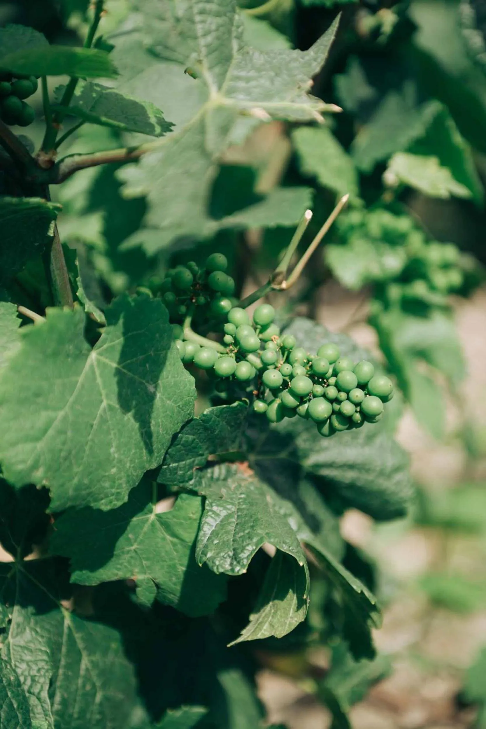 Other in LOISIUM Wine & Spa Hotel Champagne