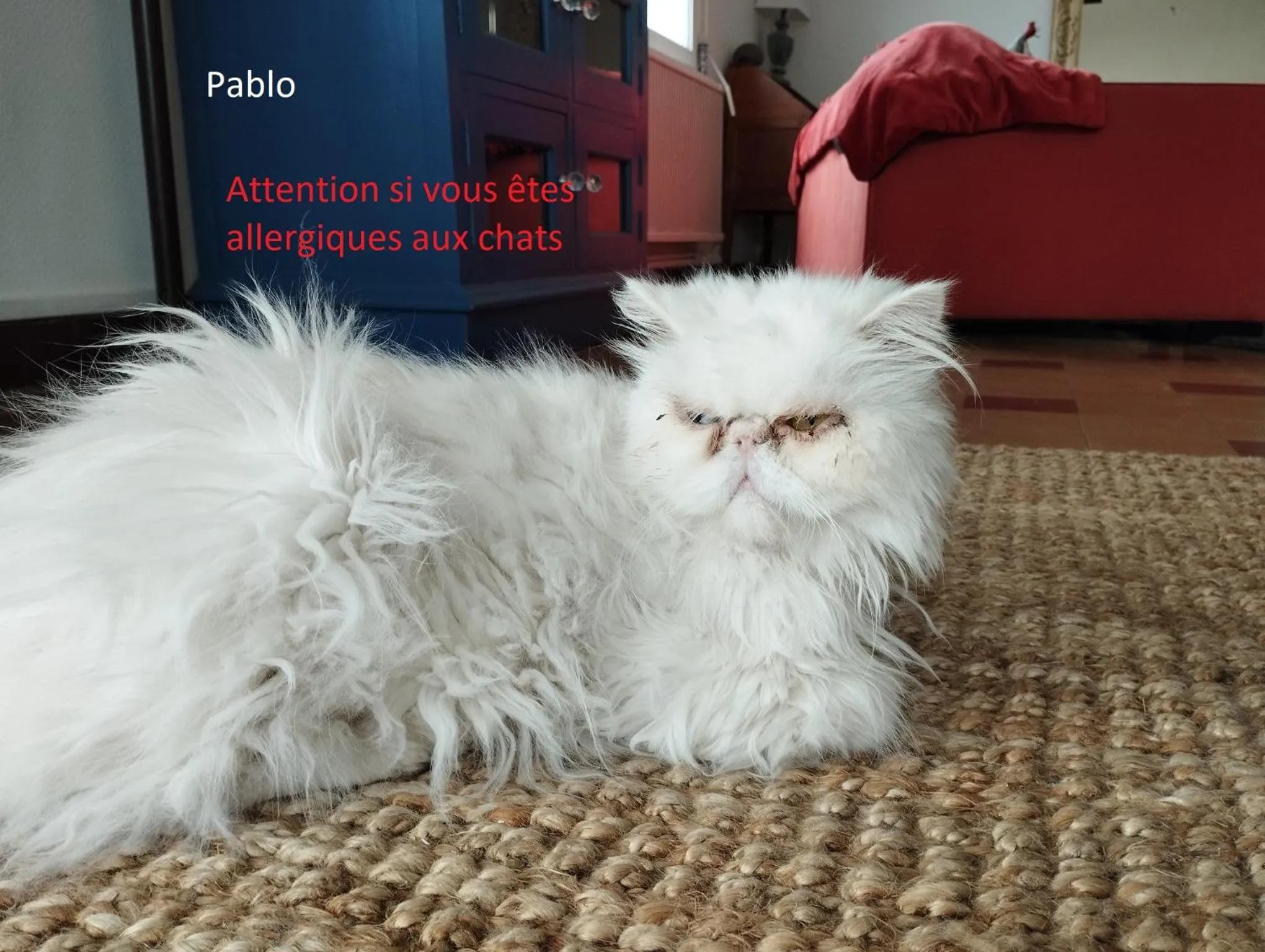 Pets in Villa Saint-Germain