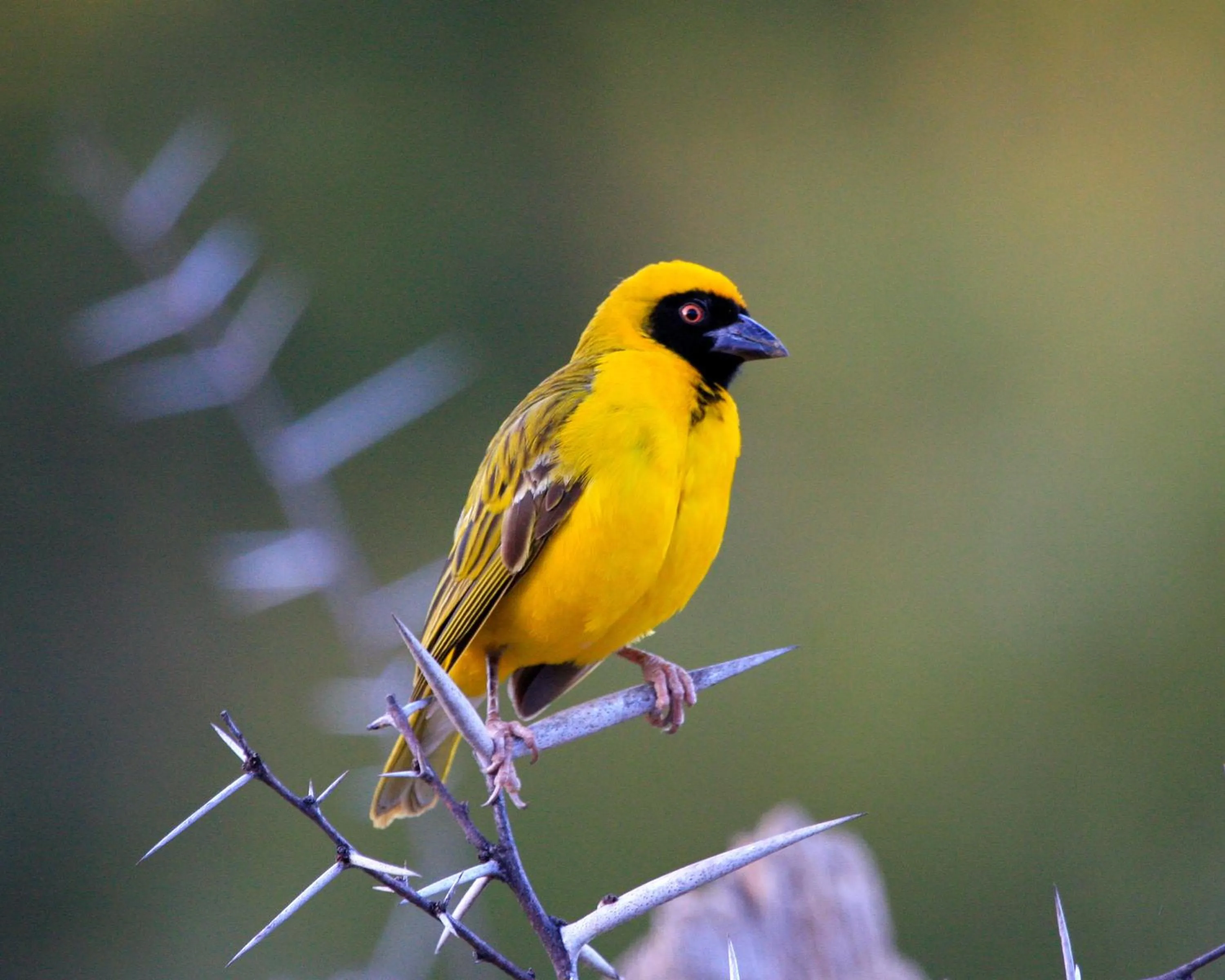 Animals in Zwartberg View Mountain Lodge