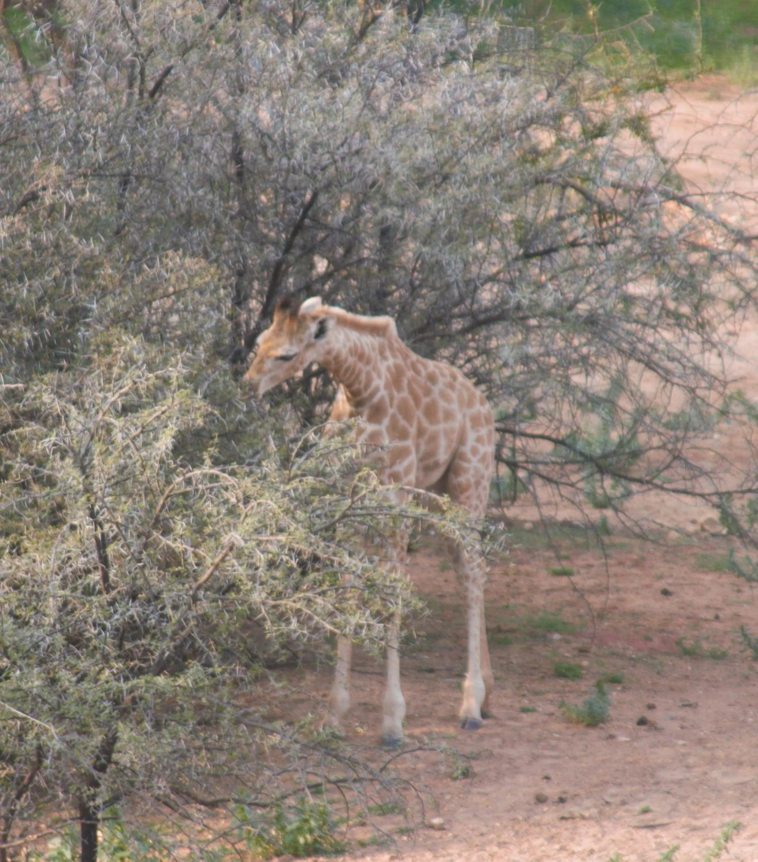 Animals in Zwartberg View Mountain Lodge