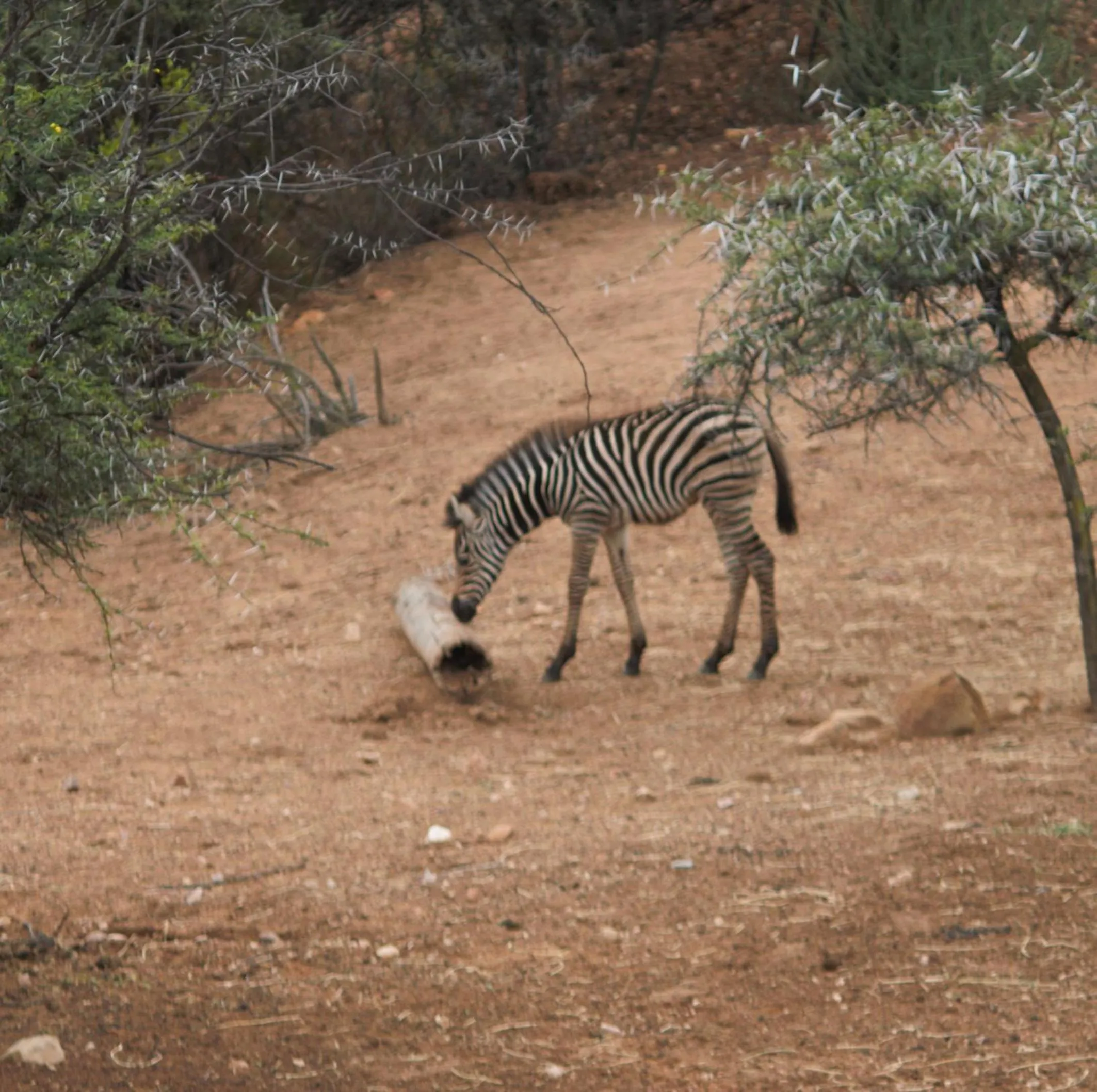 Animals in Zwartberg View Mountain Lodge