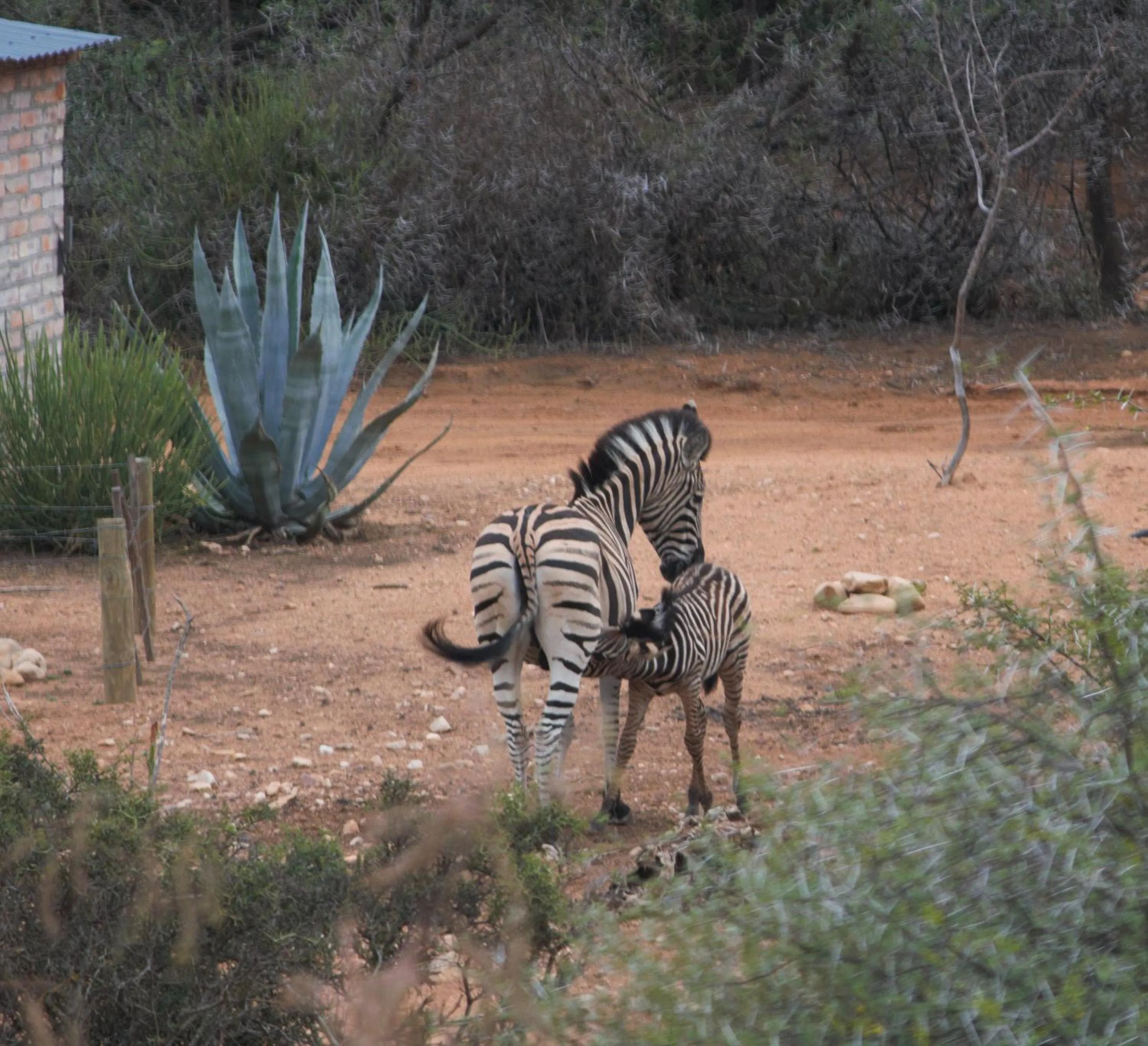 Animals in Zwartberg View Mountain Lodge