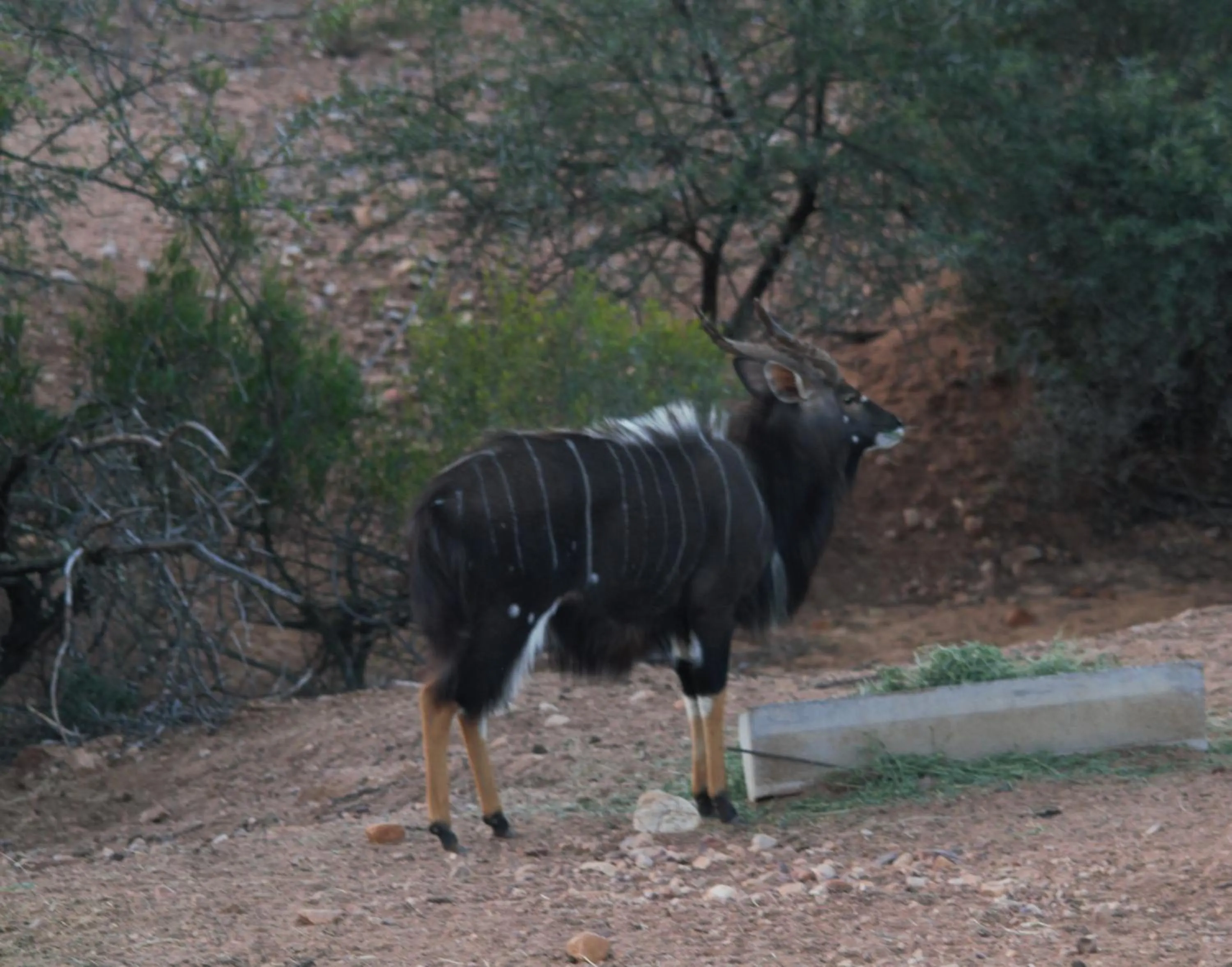Animals in Zwartberg View Mountain Lodge