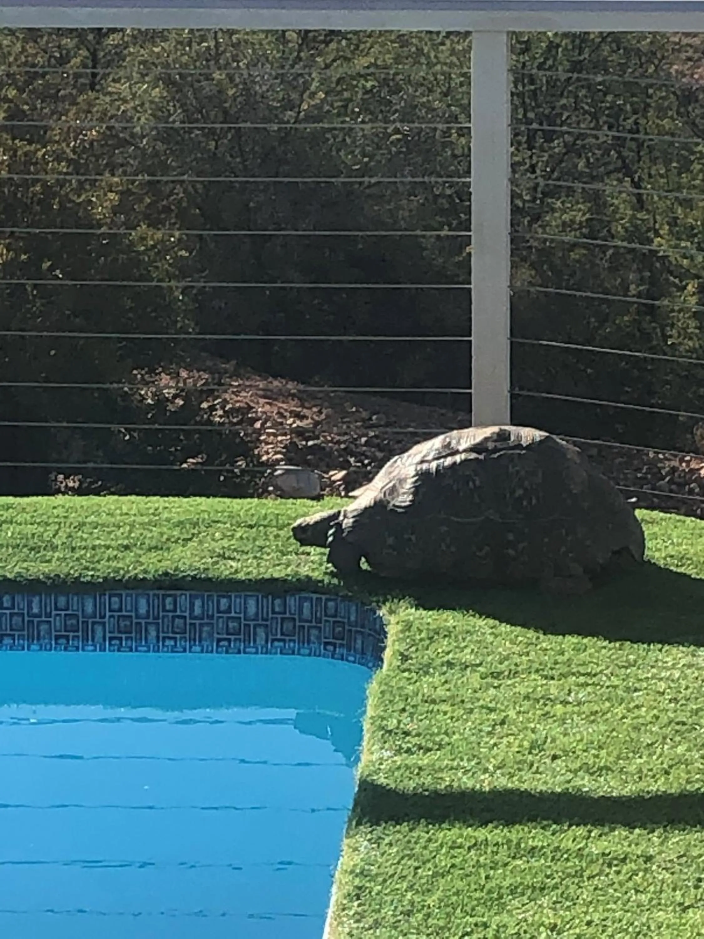 Animals in Zwartberg View Mountain Lodge