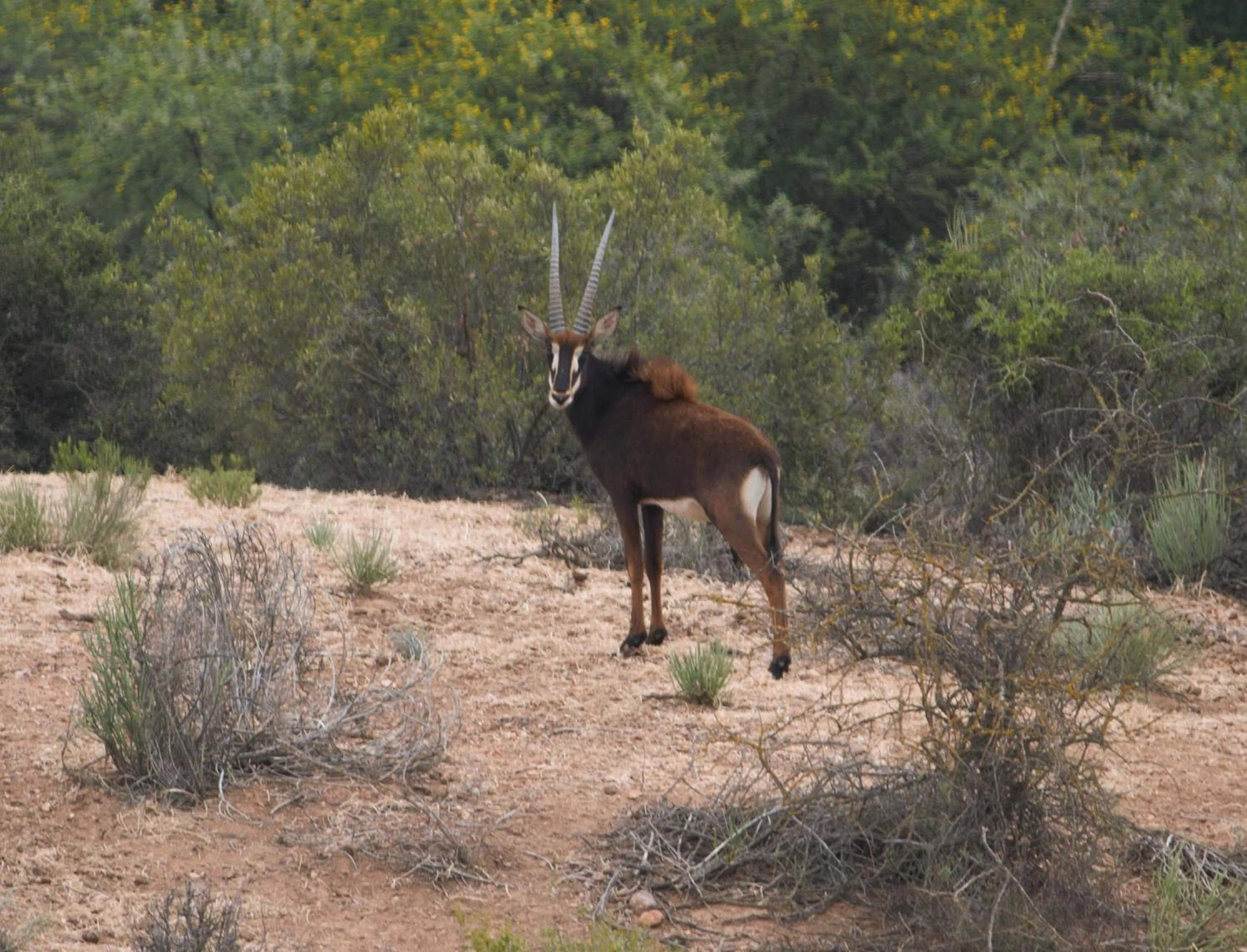 Animals in Zwartberg View Mountain Lodge