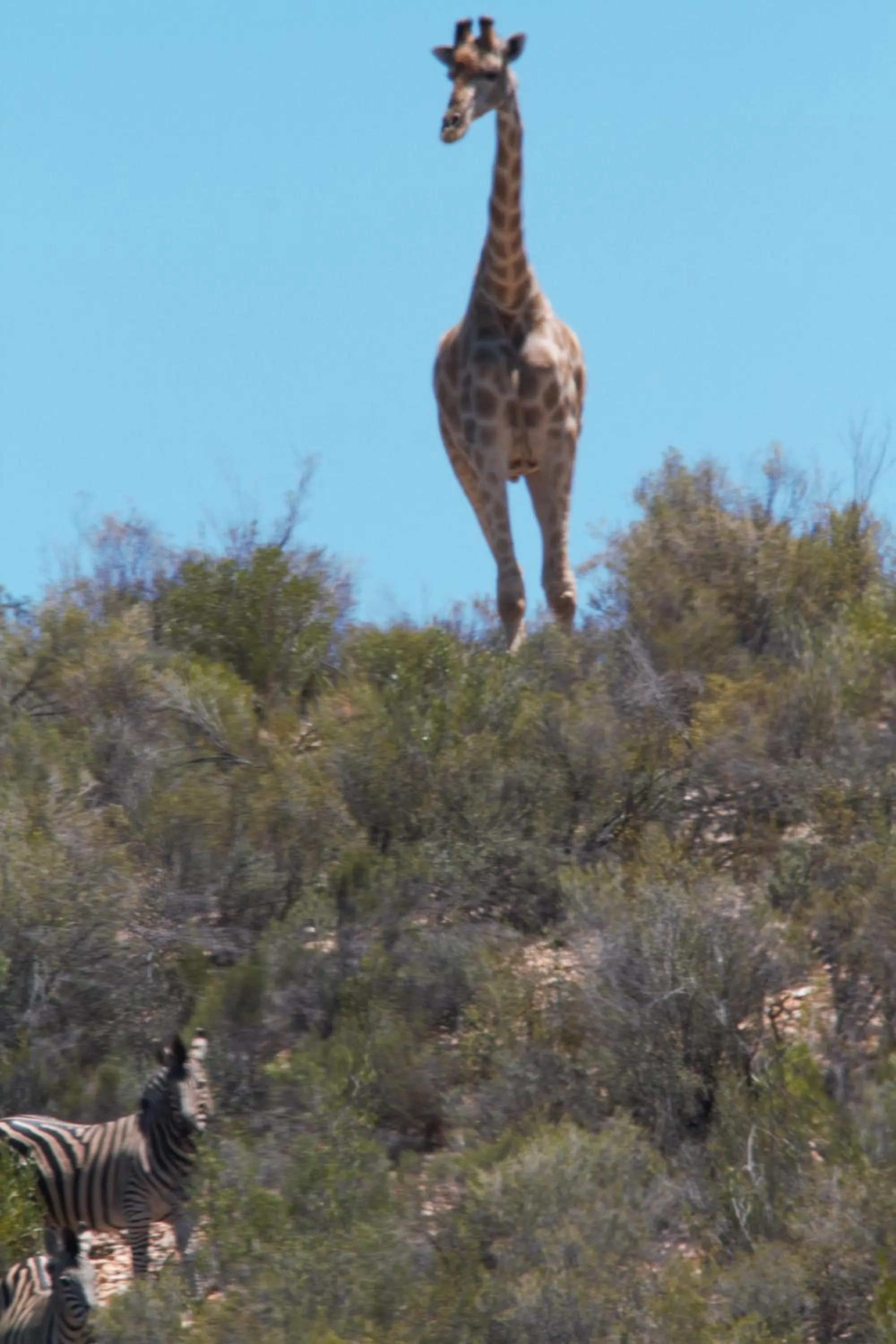 Animals in Zwartberg View Mountain Lodge