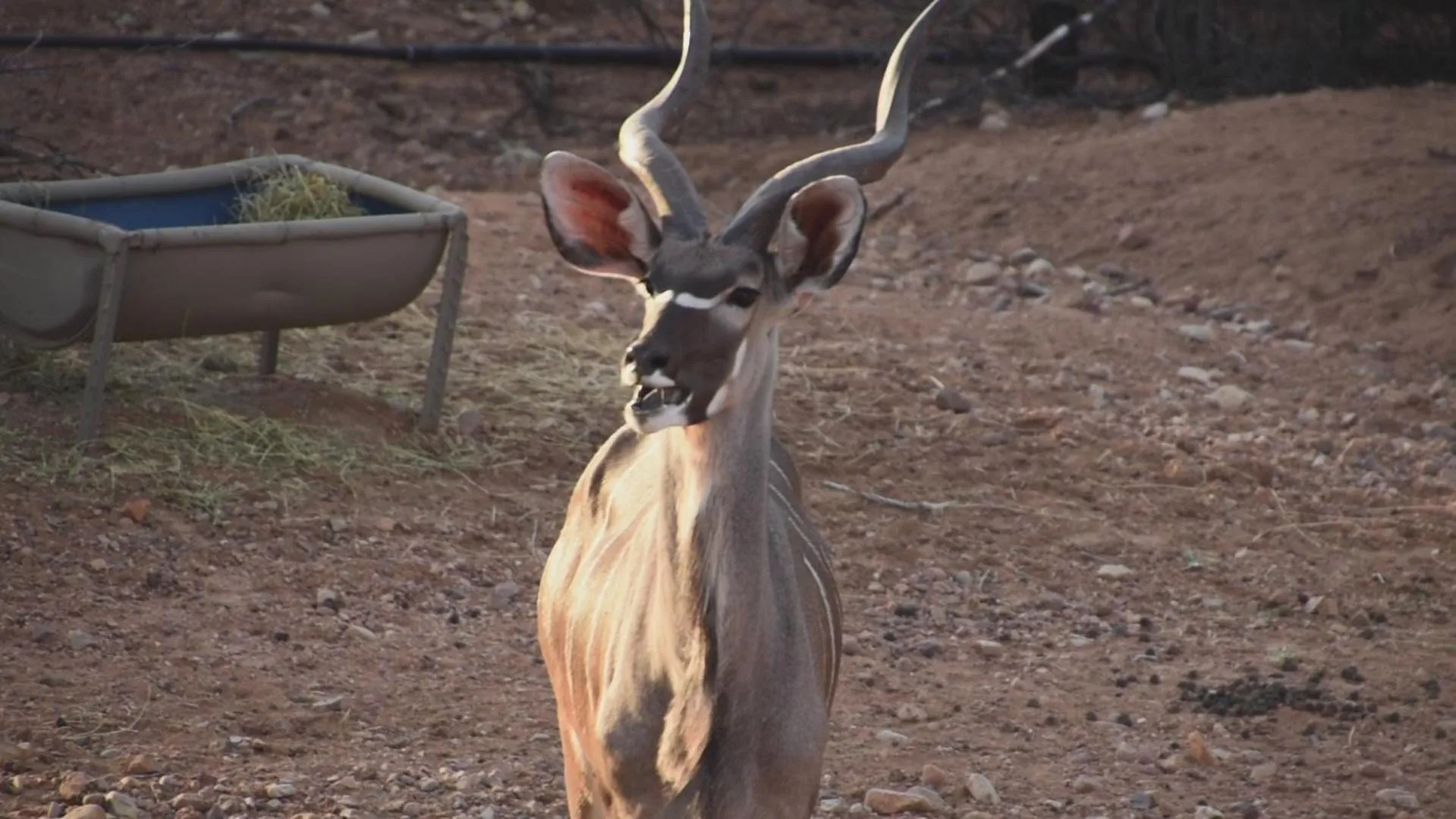 Animals in Zwartberg View Mountain Lodge
