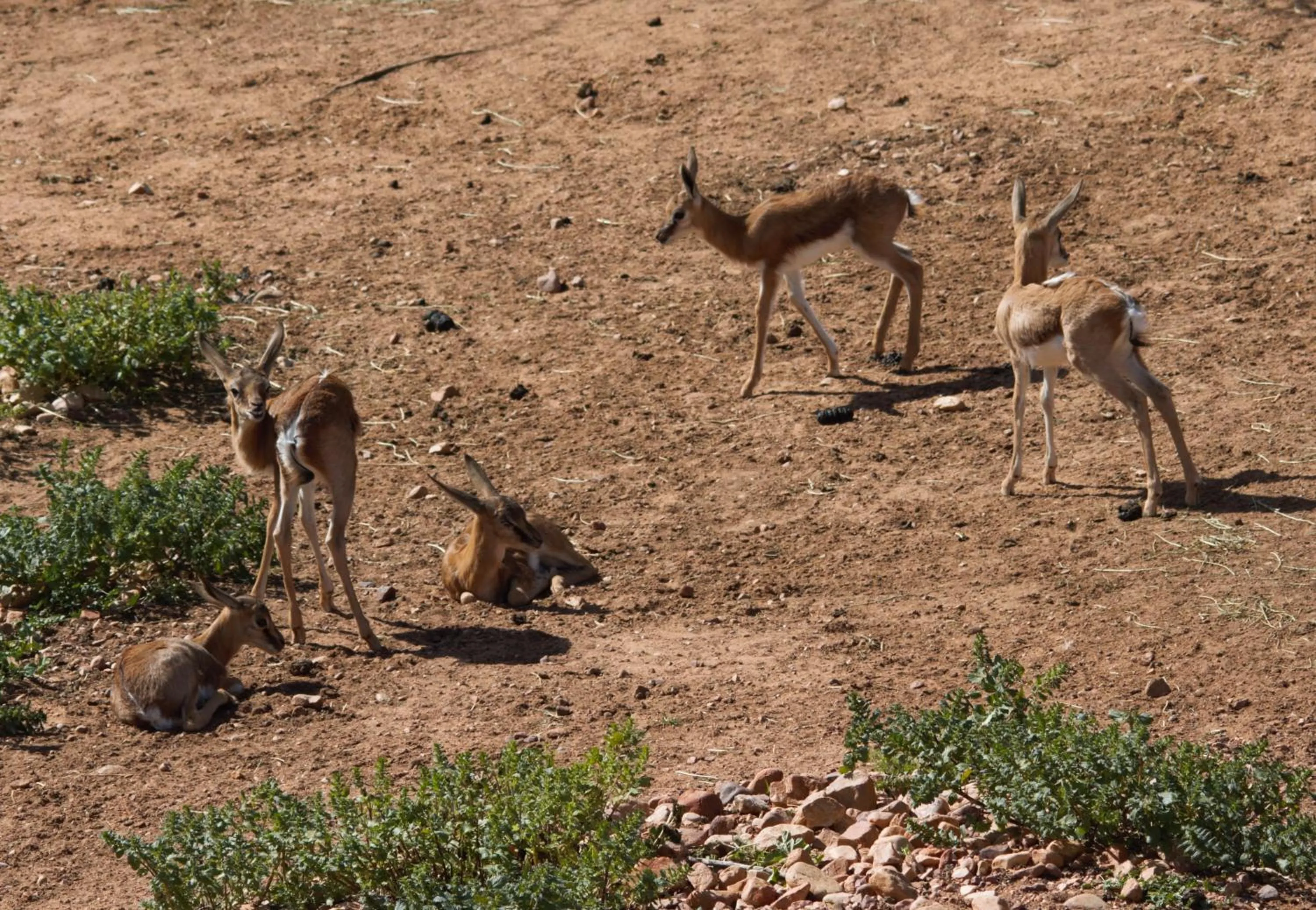 Animals in Zwartberg View Mountain Lodge