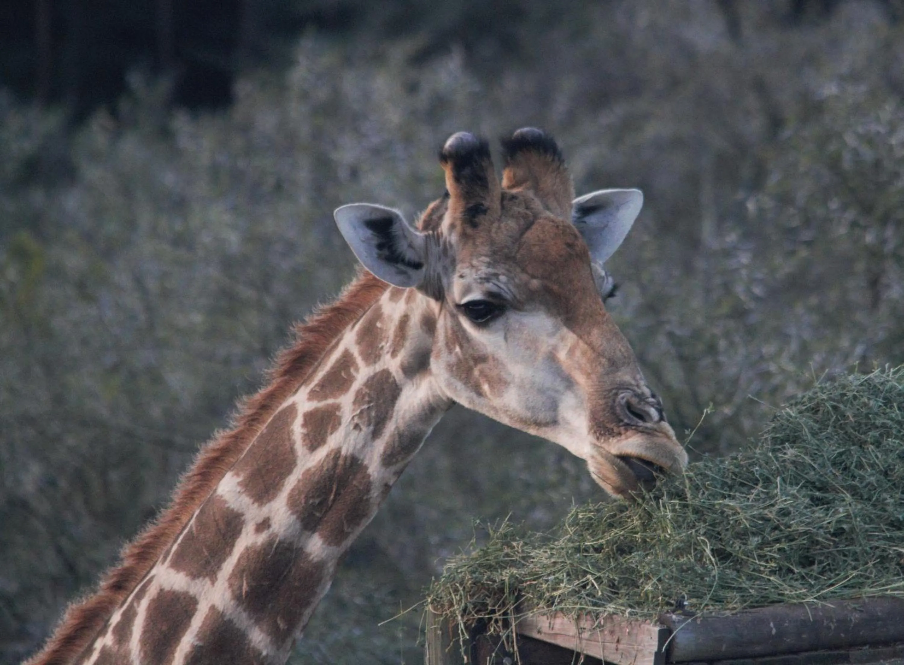 Animals in Zwartberg View Mountain Lodge