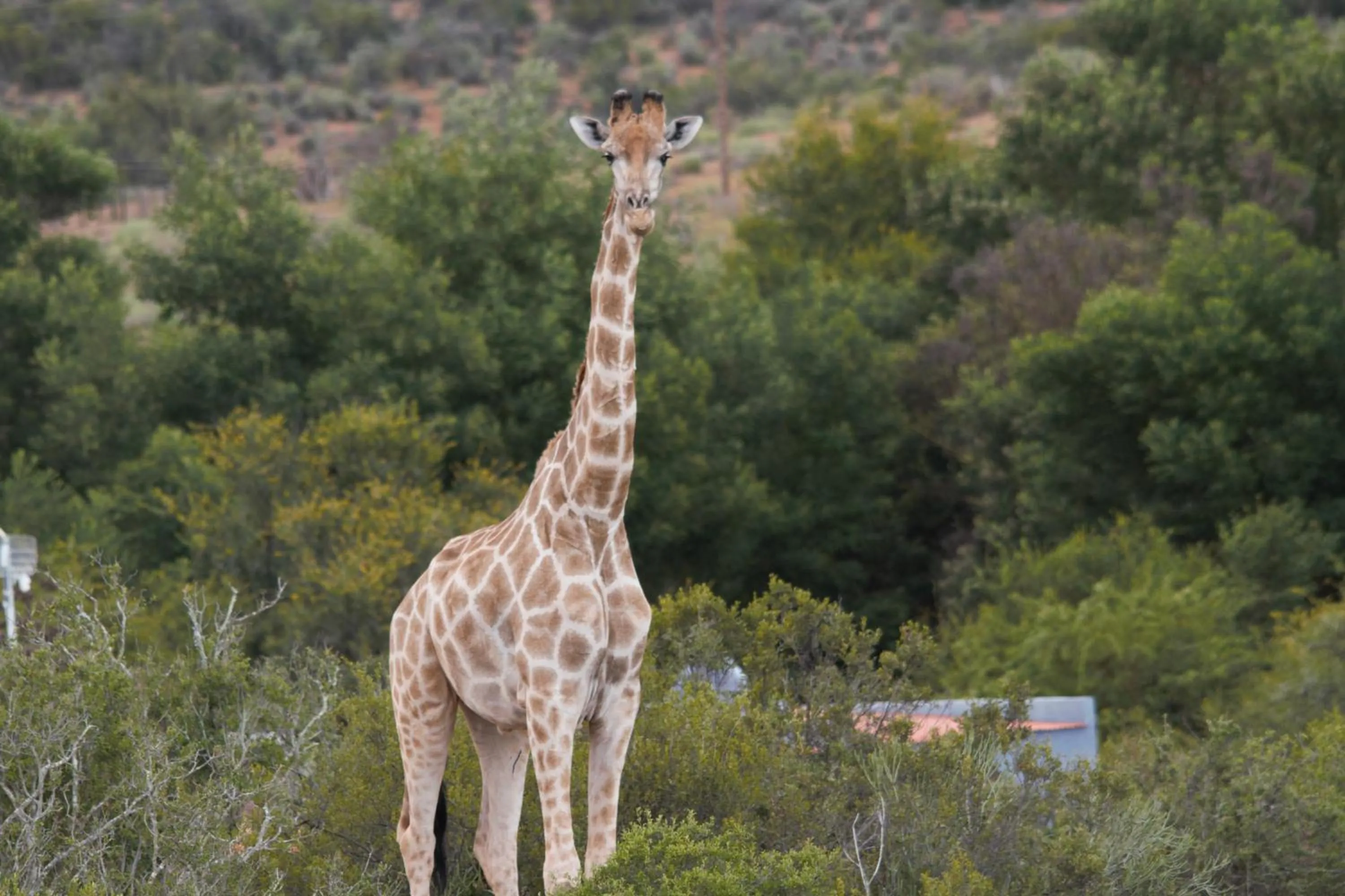 Animals in Zwartberg View Mountain Lodge