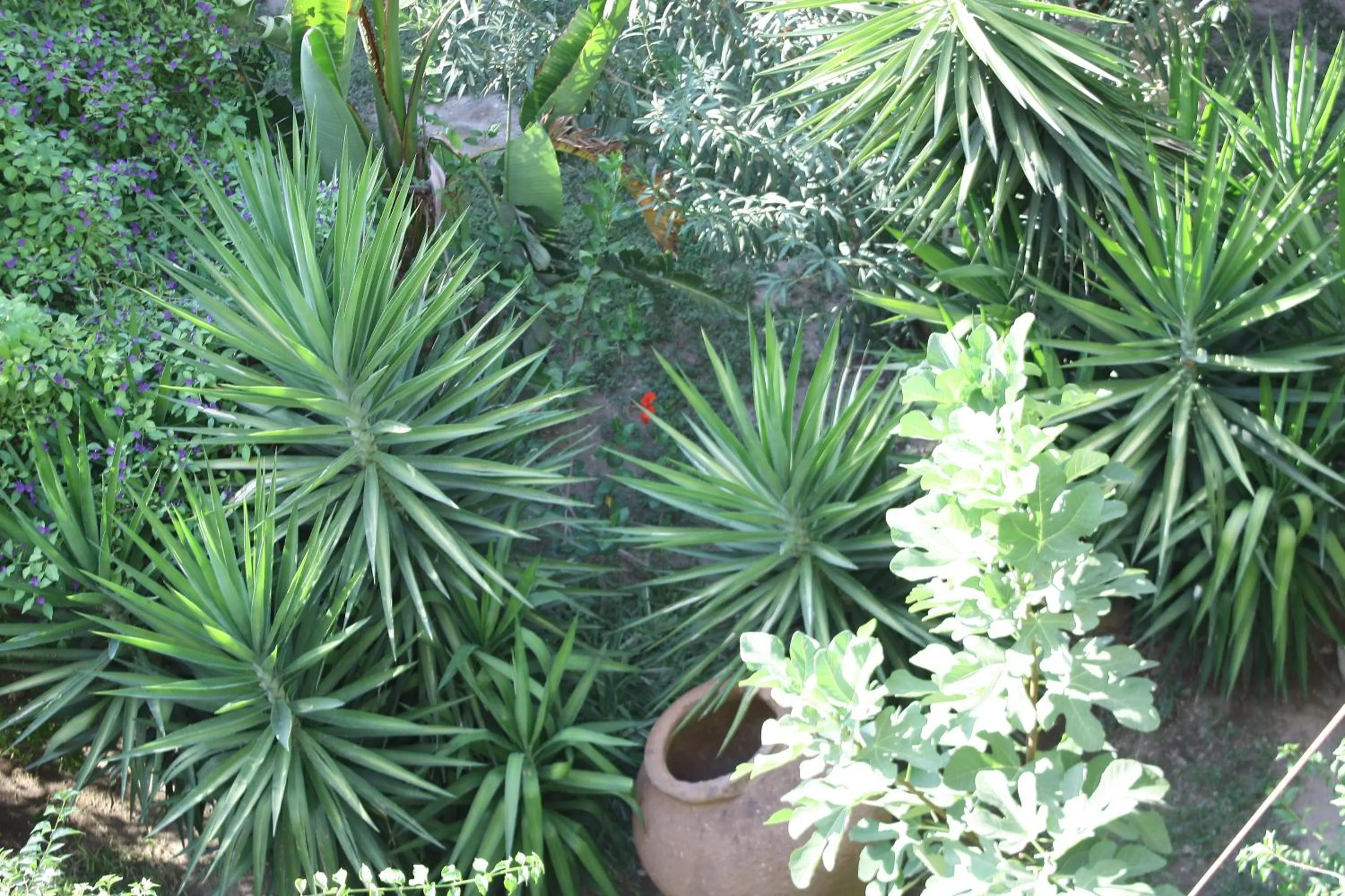 Garden in Sami Beach Hotel- All Inclusive