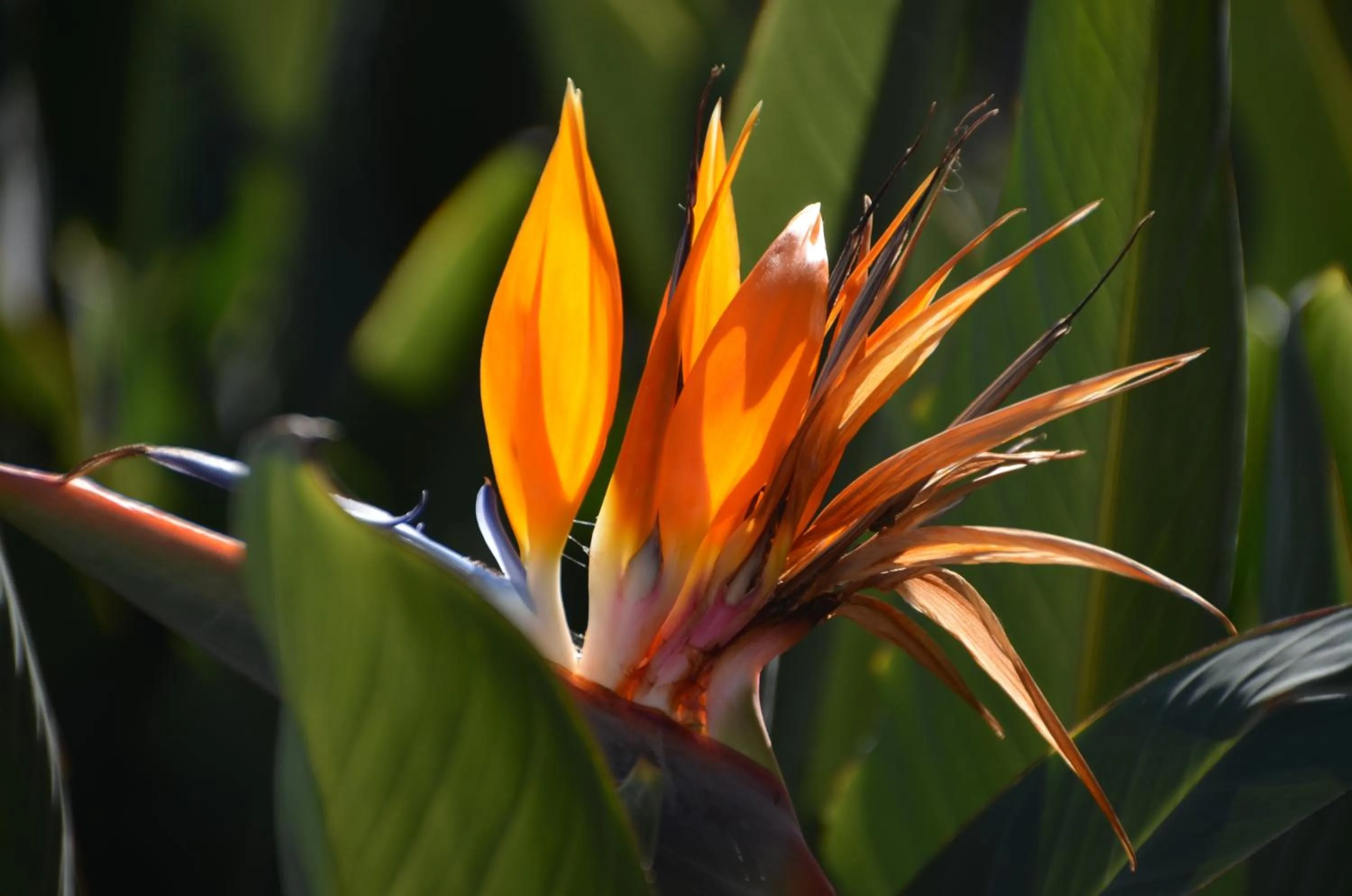 Garden in Pension Eva