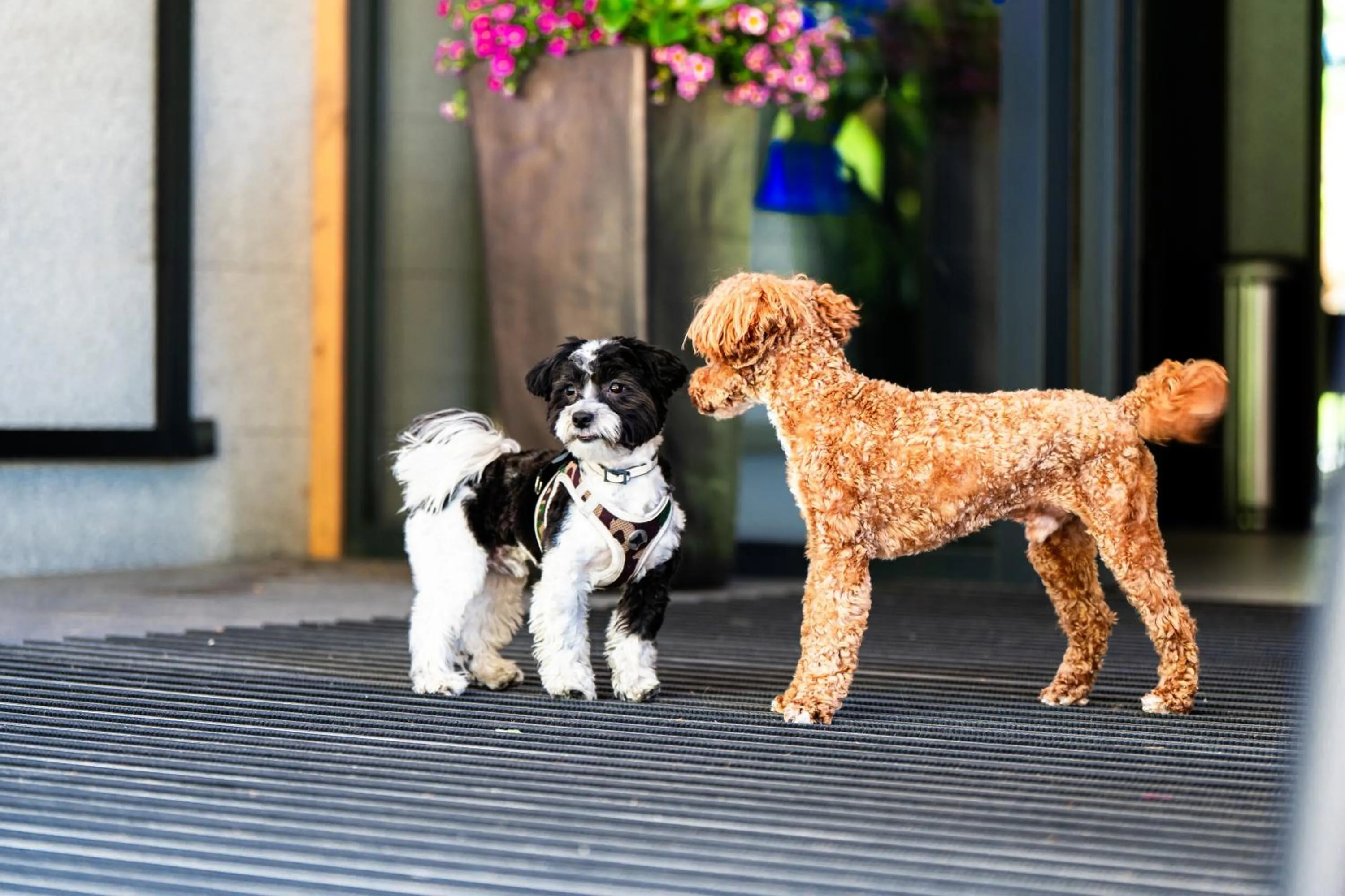 Pets in Rezydencja AQUA by GRANO