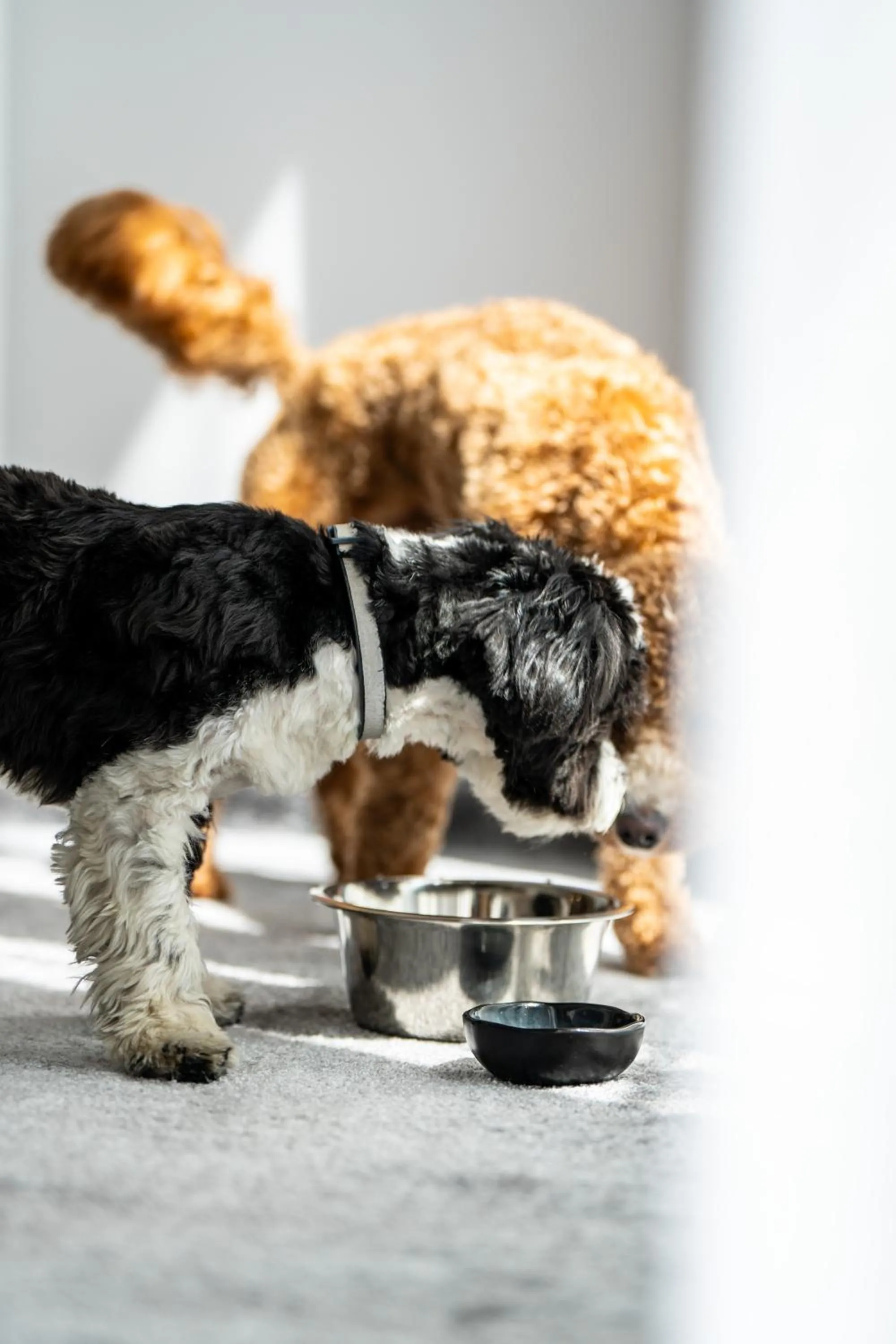 Pets in Rezydencja AQUA by GRANO