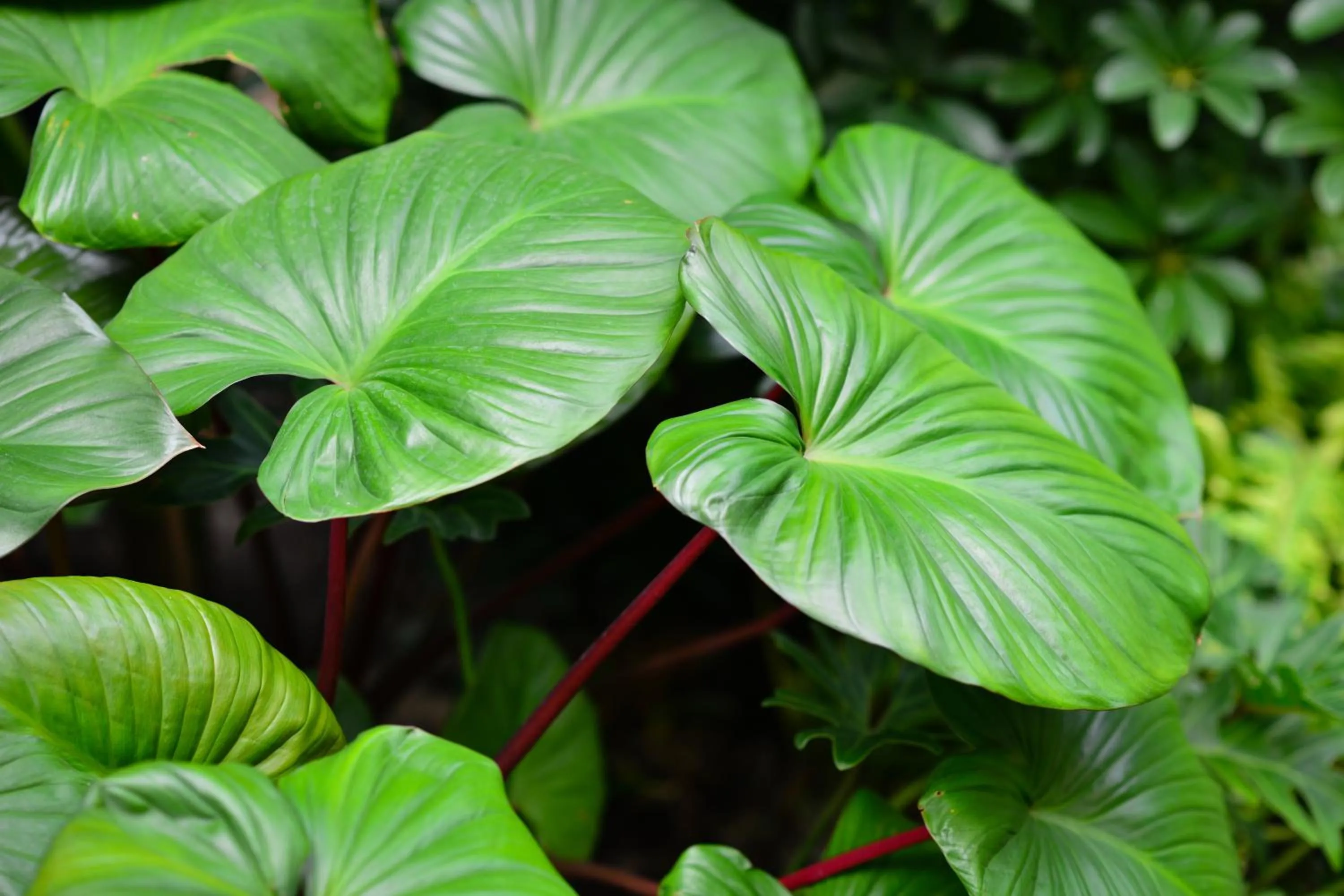 Garden in Grand BS Airport Hotel Suvarnabhumi